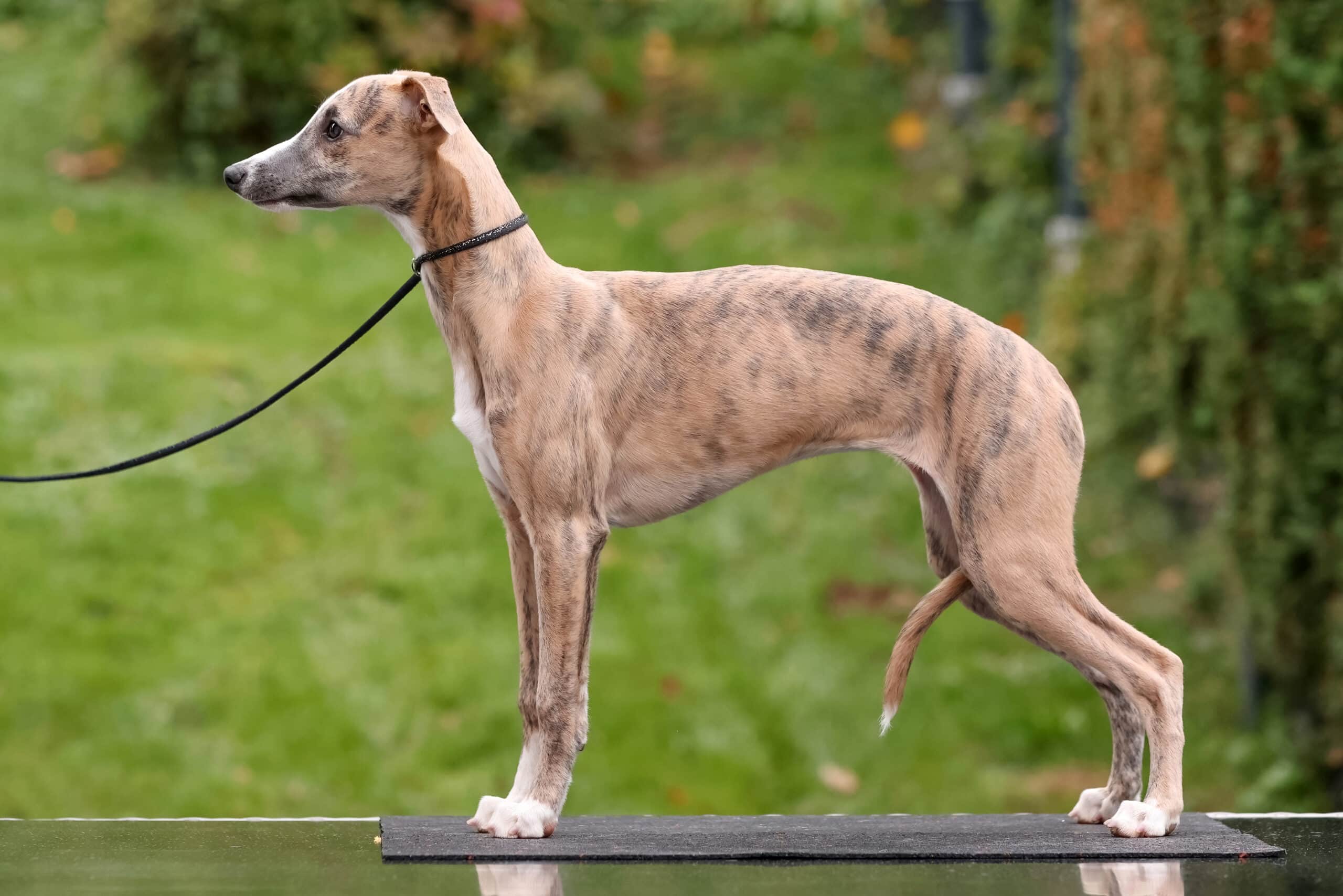 Nellie — Truewhipp whippetka iz Anglije