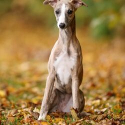Missy — TrueWhipp whippet