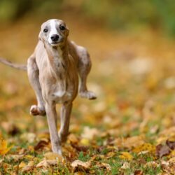 Nellie — TrueWhipp whippet