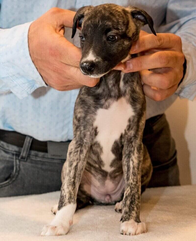 Whippet mladič — Leglo B