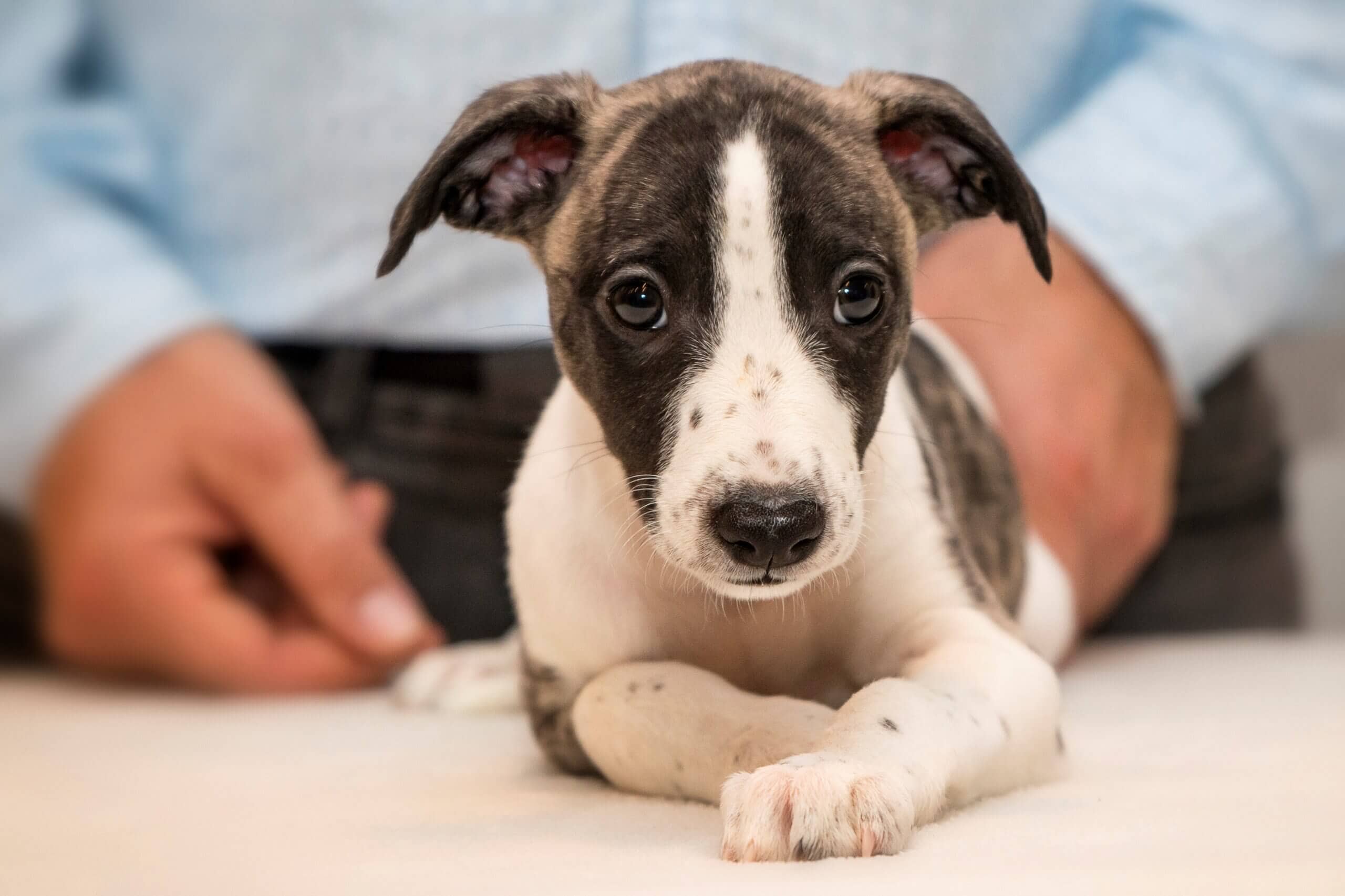 Whippet mladiči — Leglo B, Truewhipp