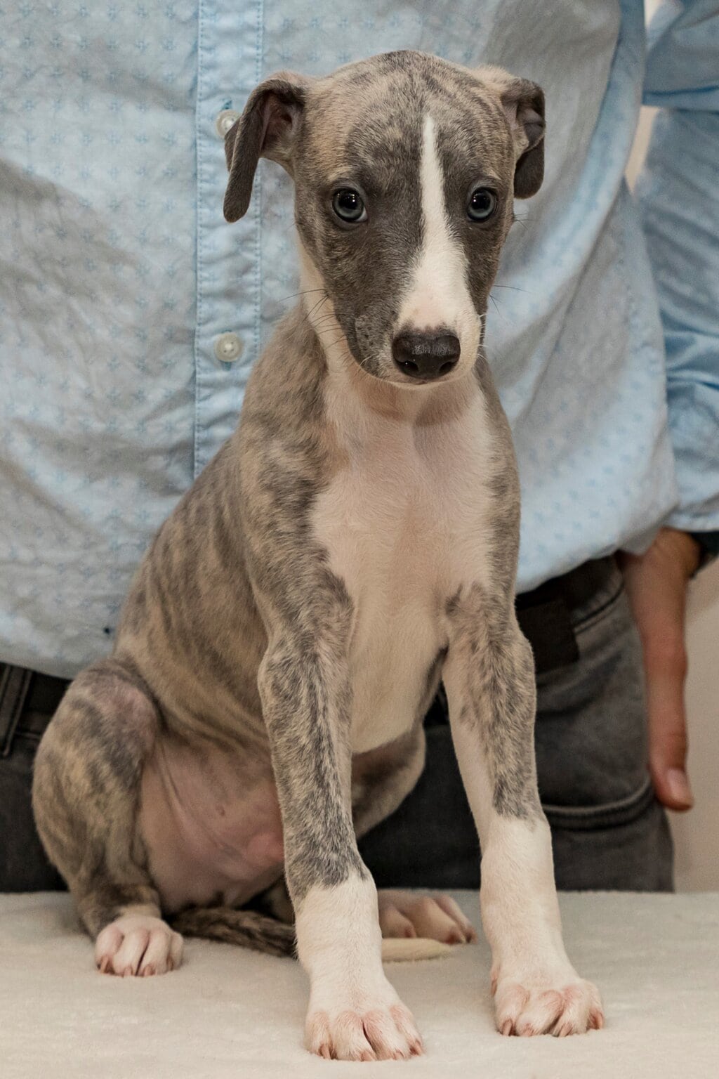 Whippet mladič — Leglo B