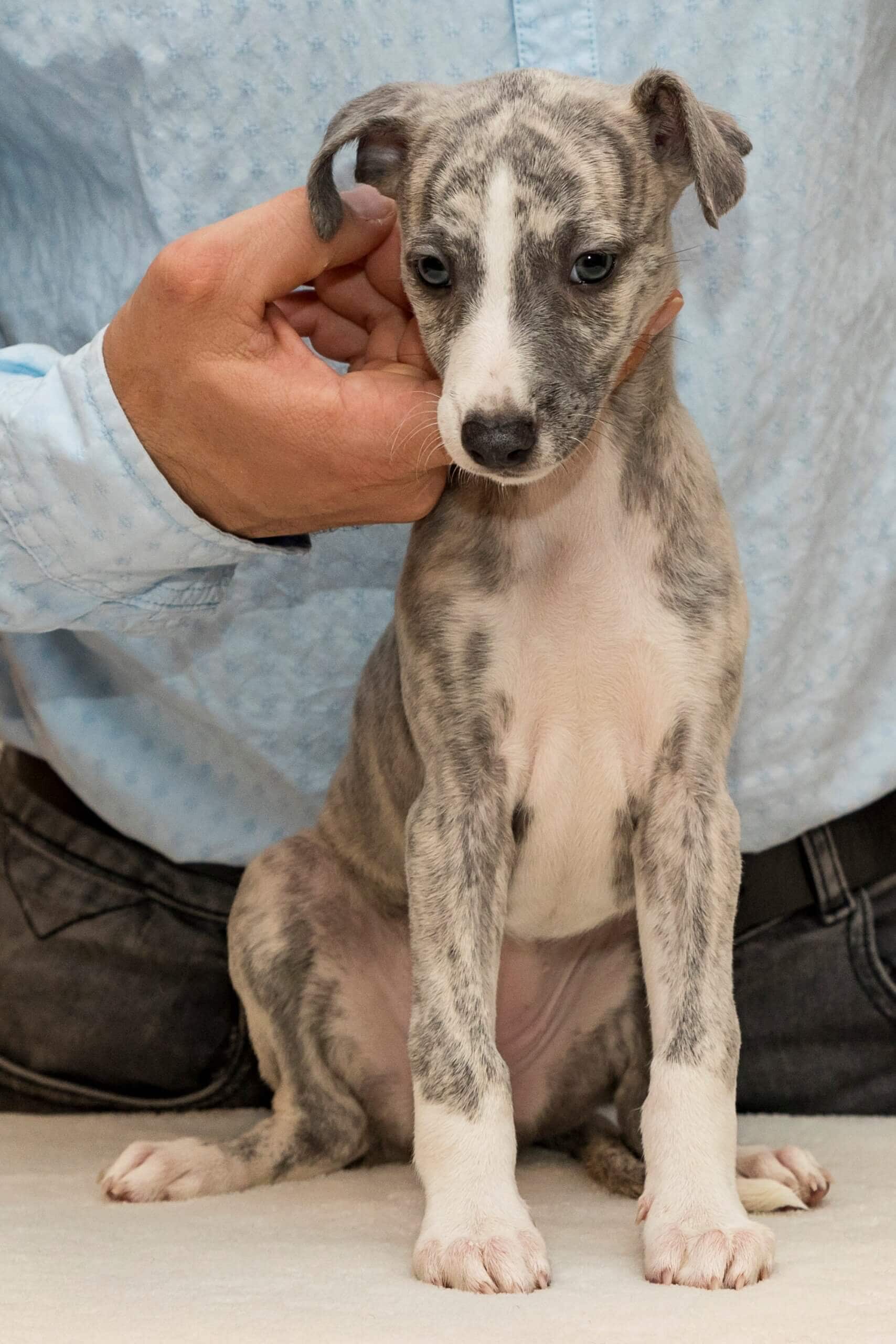 Whippet mladič — Leglo B