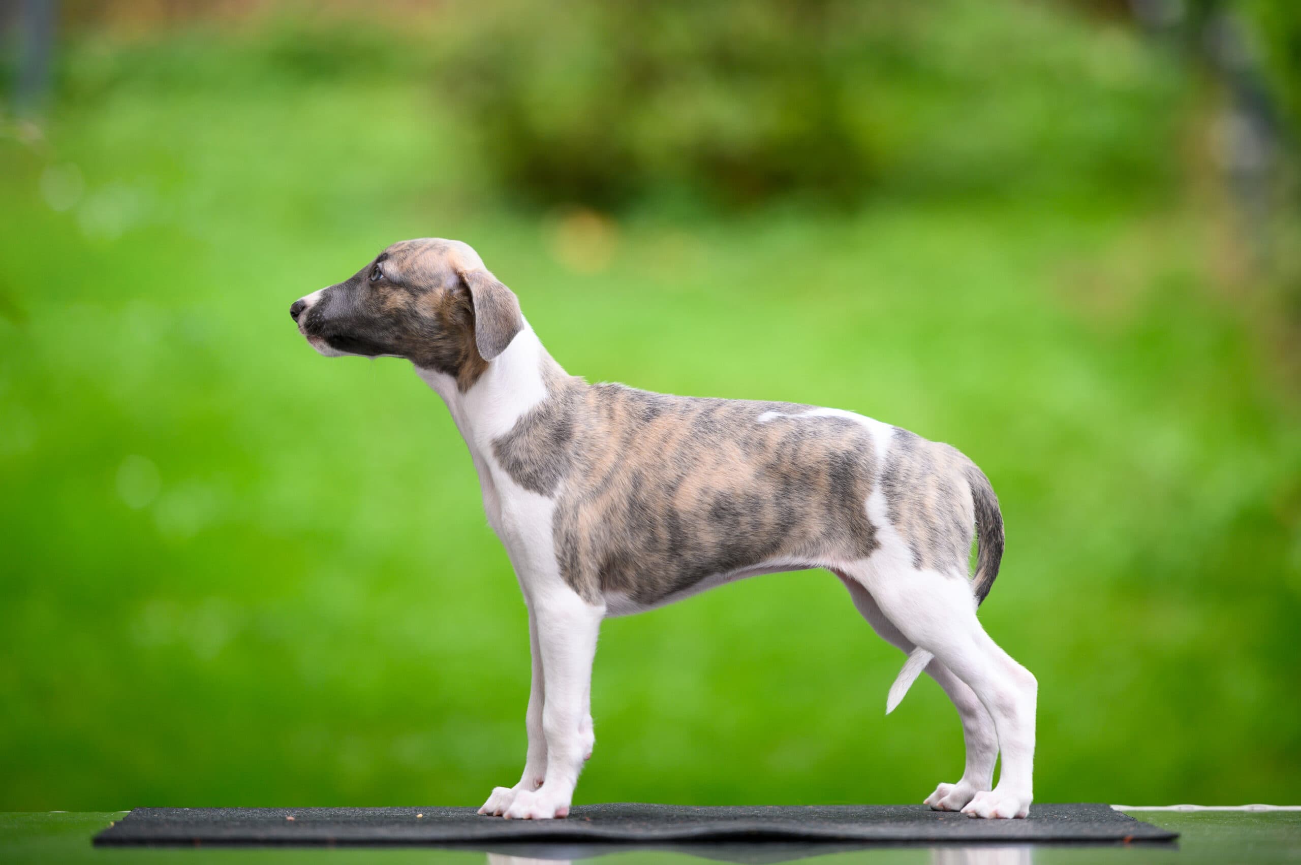 Whippet mladič — Leglo S