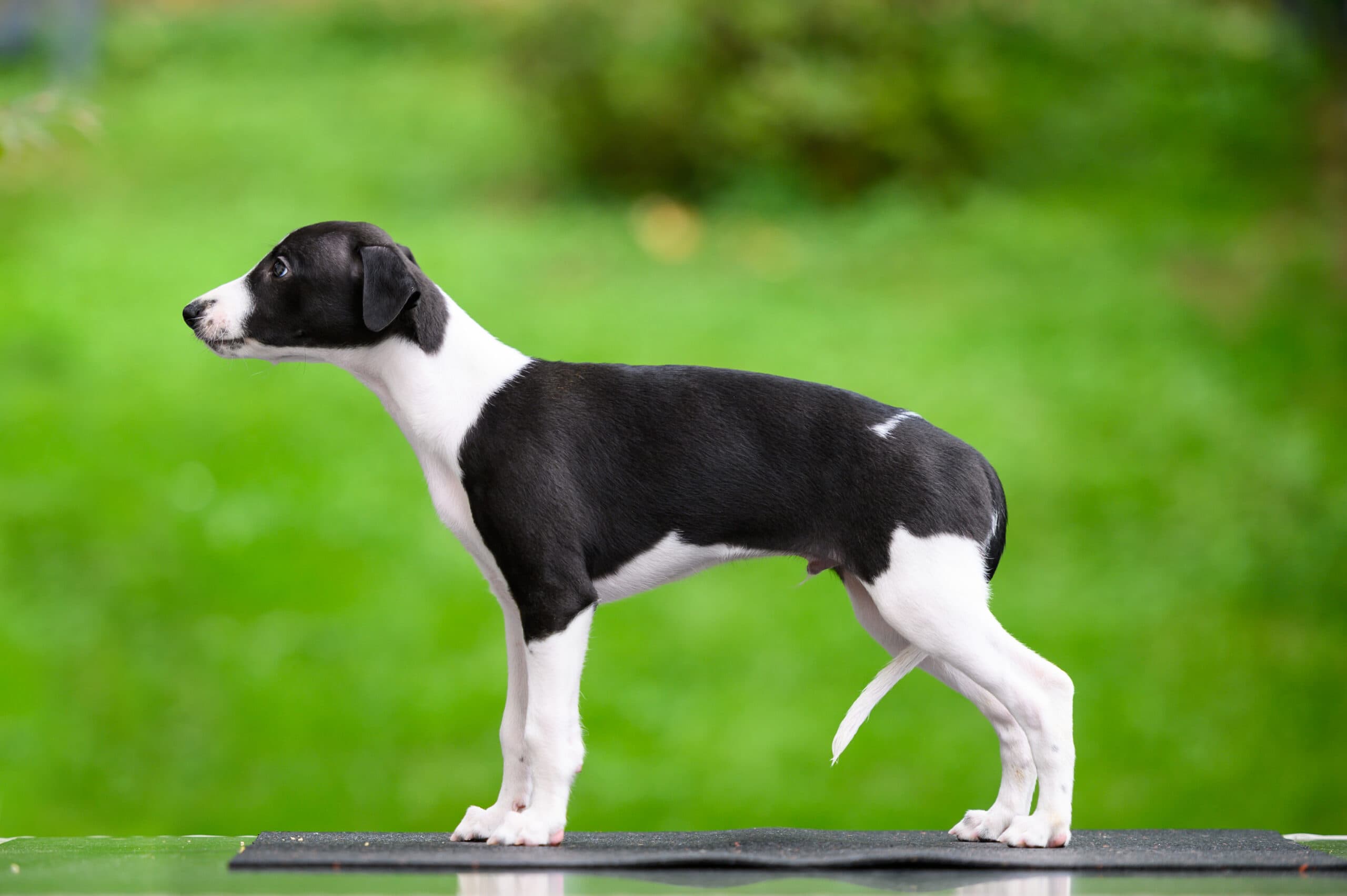 Whippet mladiči — Leglo S, Truewhipp