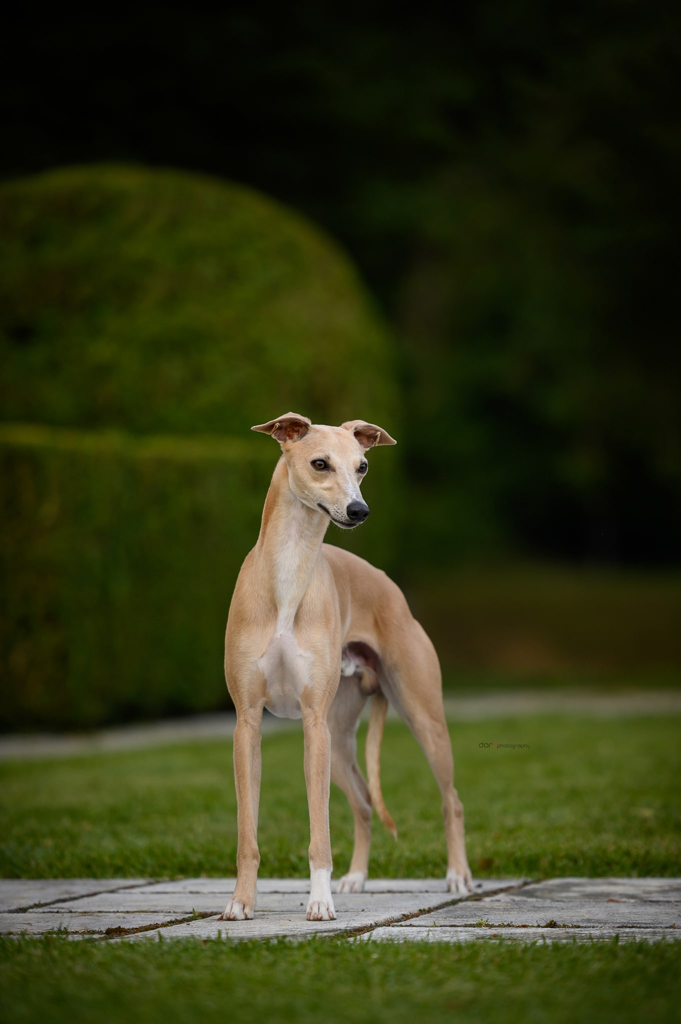Alfie — Truewhipp whippet iz Crosscop