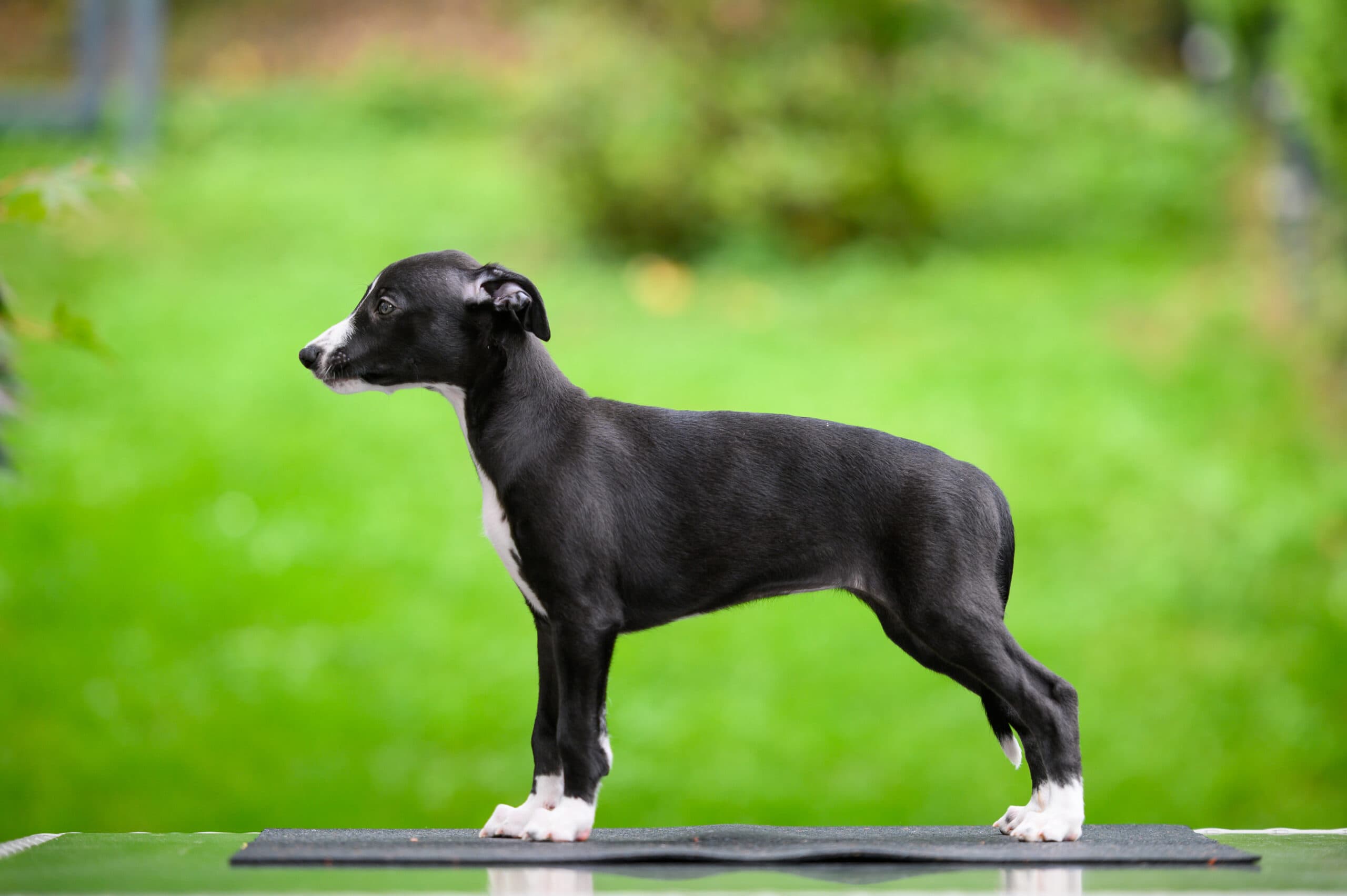 Whippet mladič — Leglo S