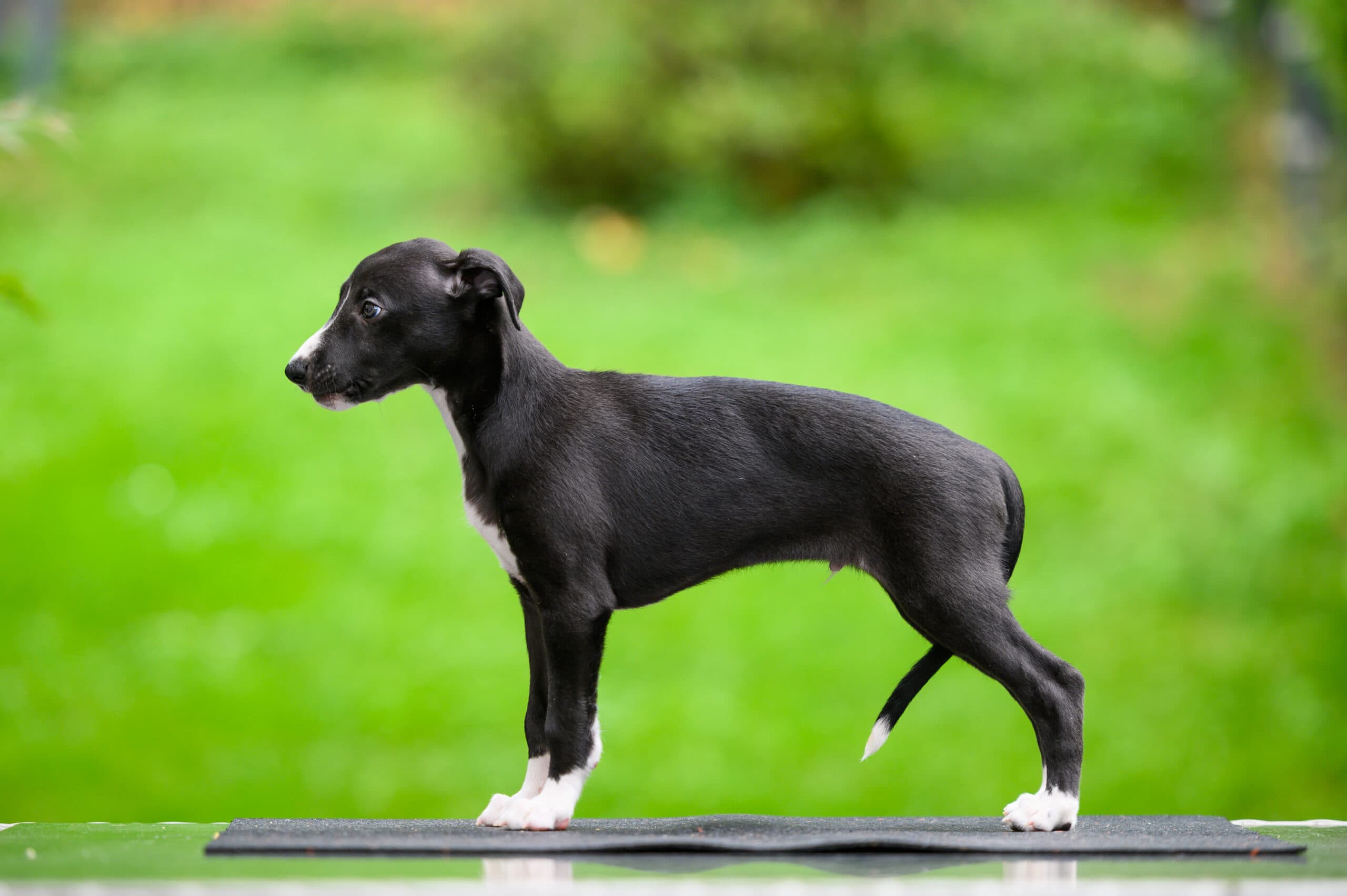 Whippet mladič — Leglo S