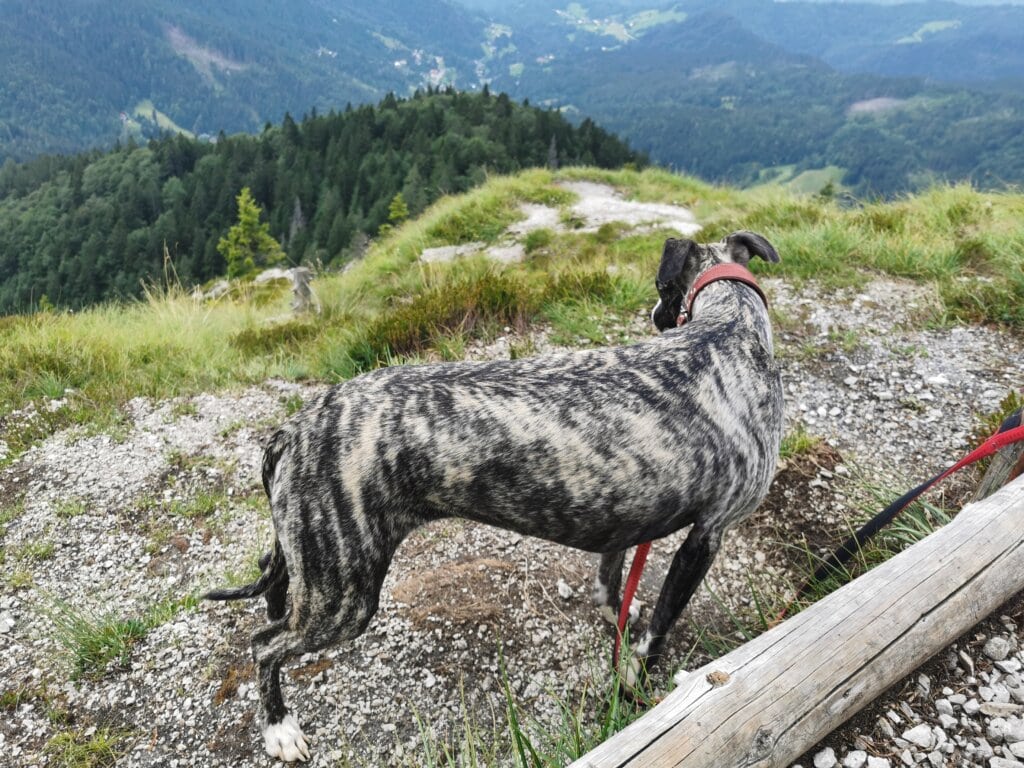 Prosti čas - Truewhipp