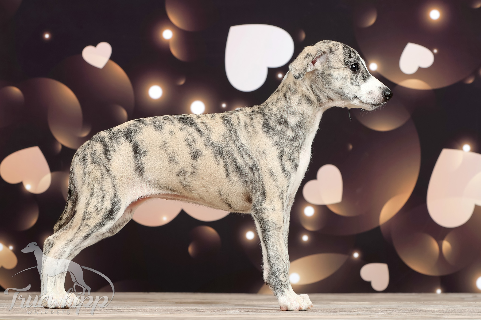 Whippet mladič — Leglo P
