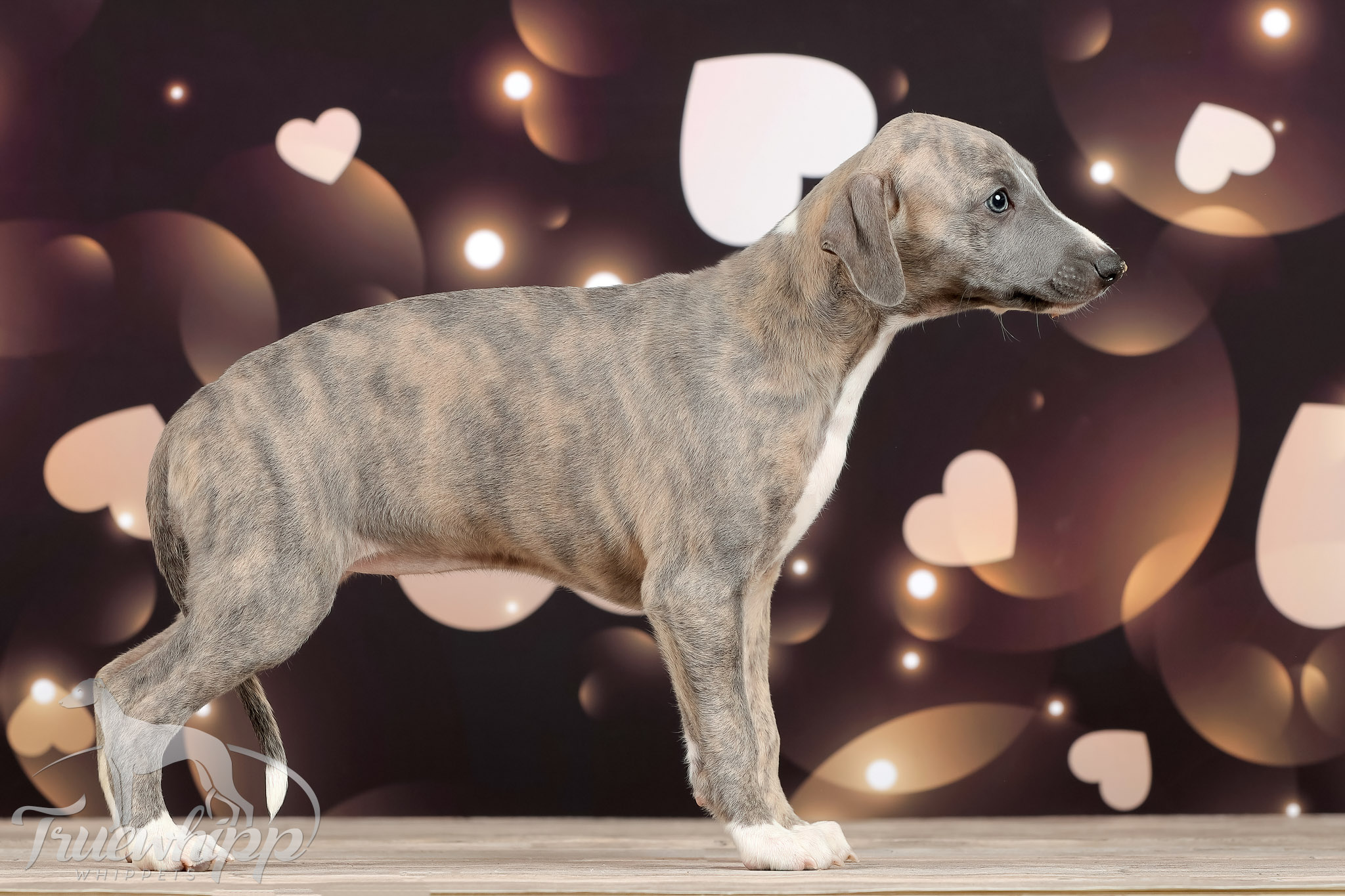 Whippet mladiči — Leglo P, Truewhipp