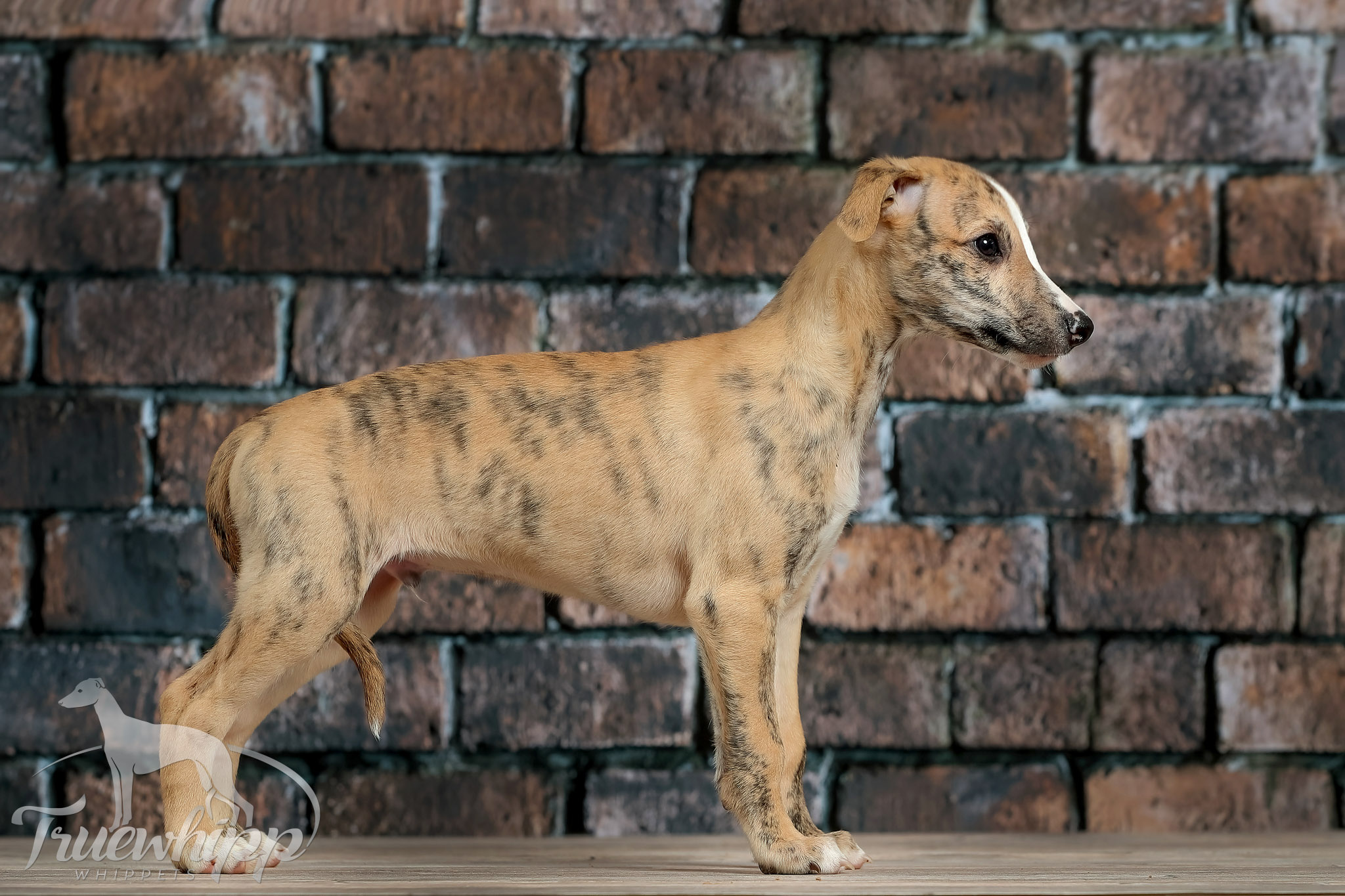 Whippet mladič — Leglo V