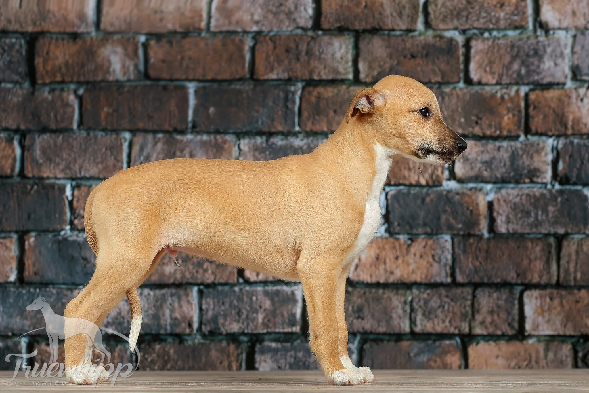 Whippet mladič — Leglo V