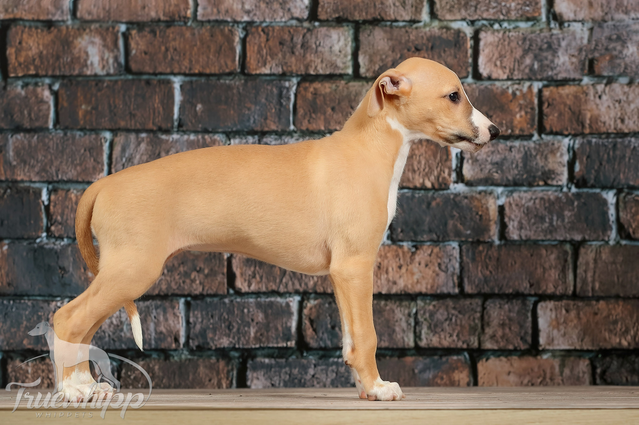 Whippet mladič — Leglo V