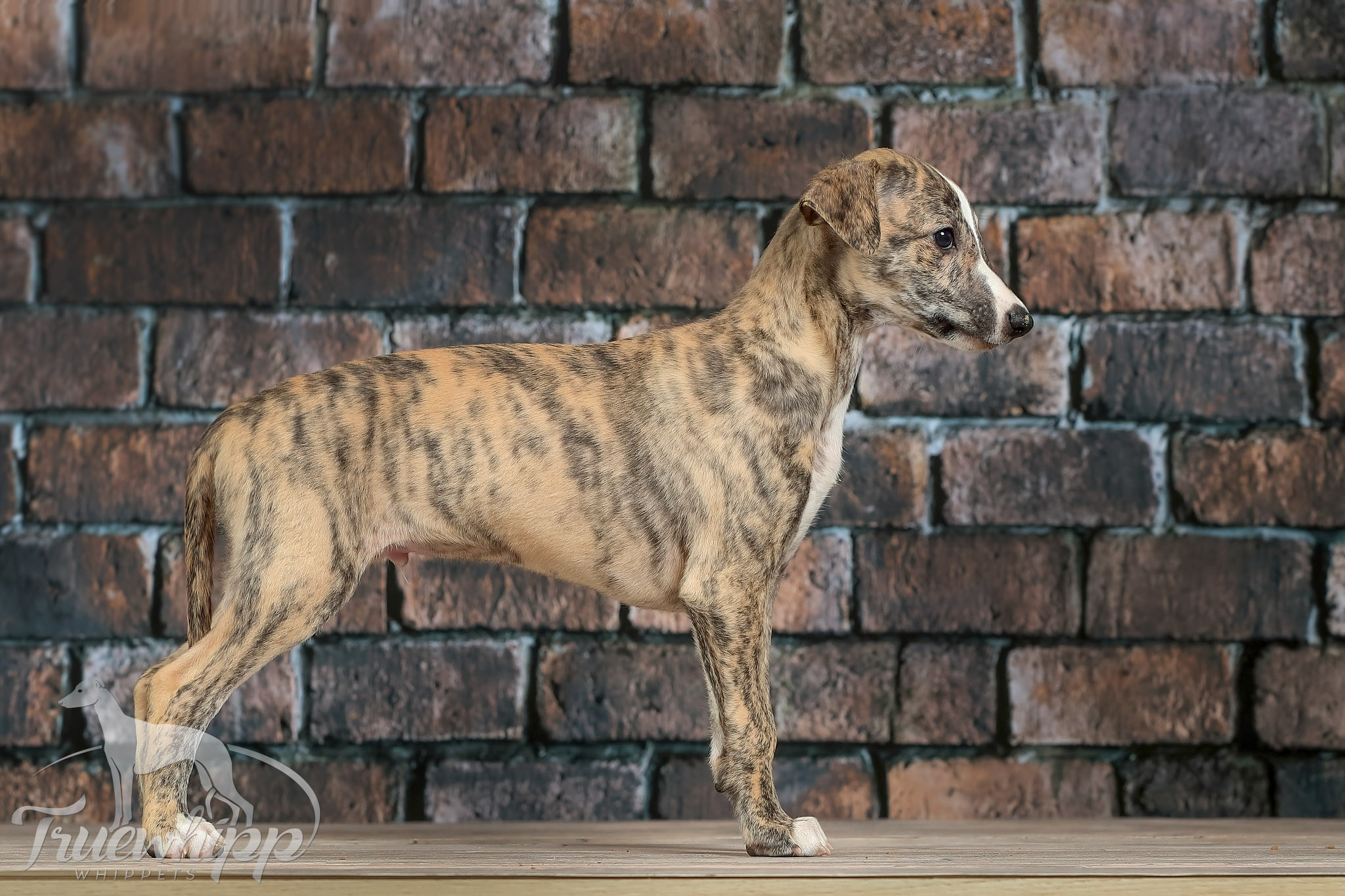 Whippet mladič — Leglo V