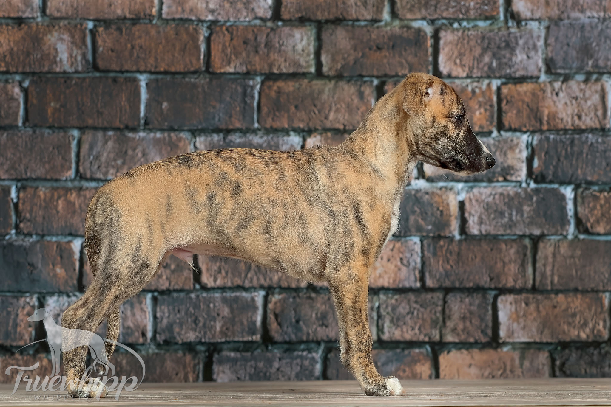 Whippet mladič — Leglo V