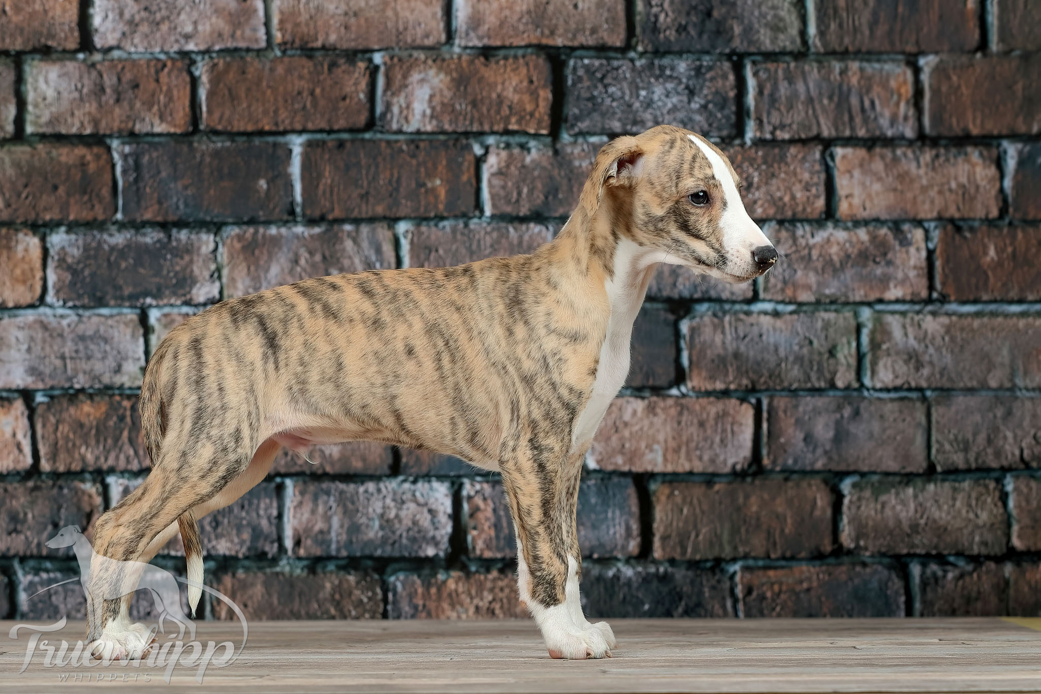 Whippet mladič — Leglo V