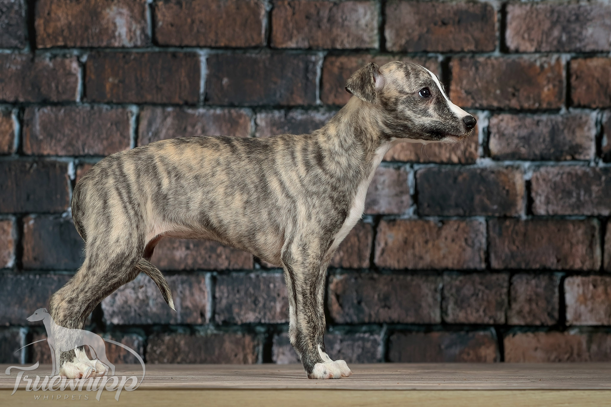 Whippet mladič — Leglo V
