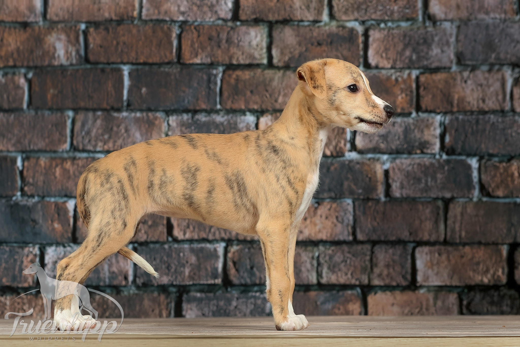 Whippet mladiči leglo V