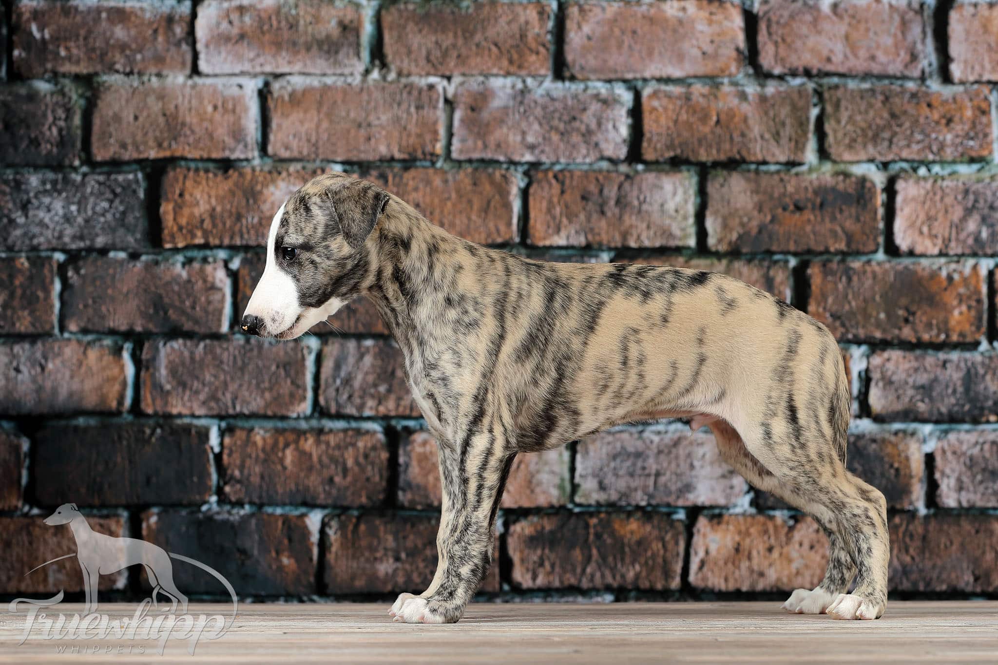 Whippet mladič — Leglo N