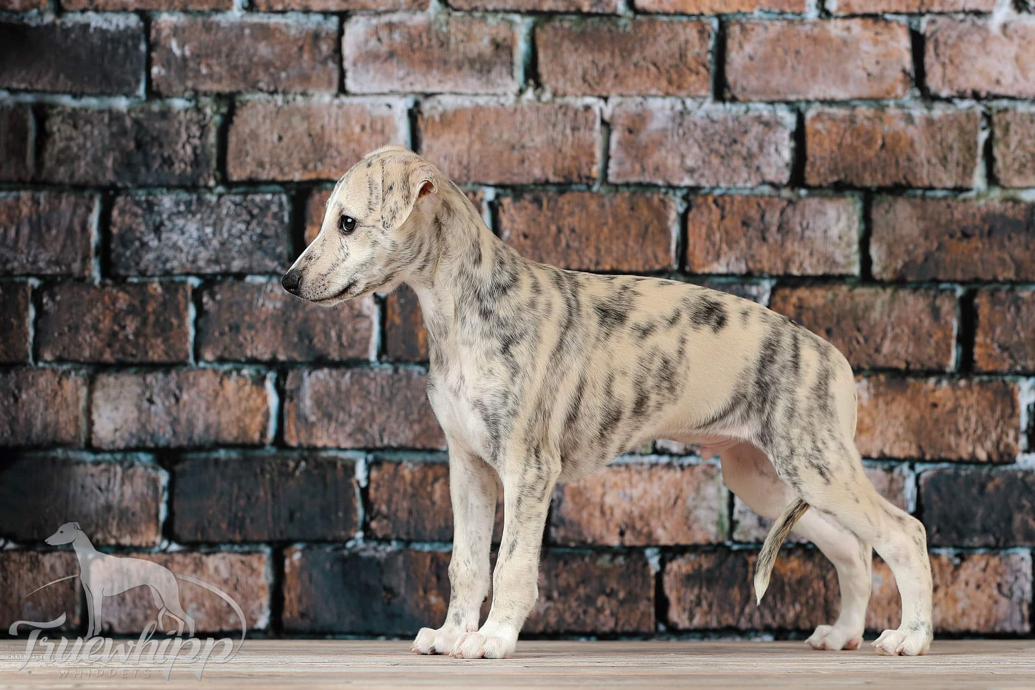 Whippet mladič — Leglo N