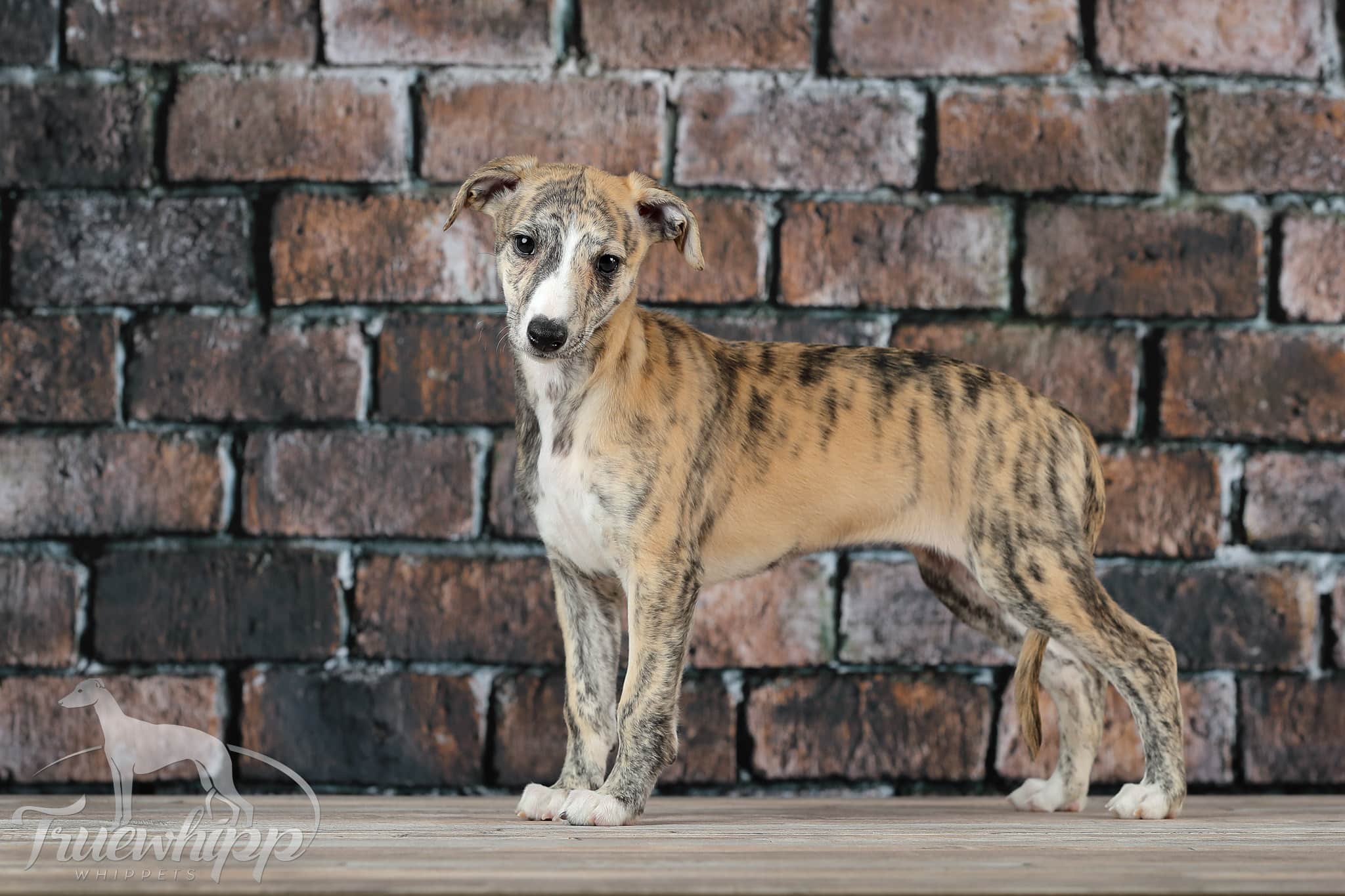 Whippet mladič — Leglo N