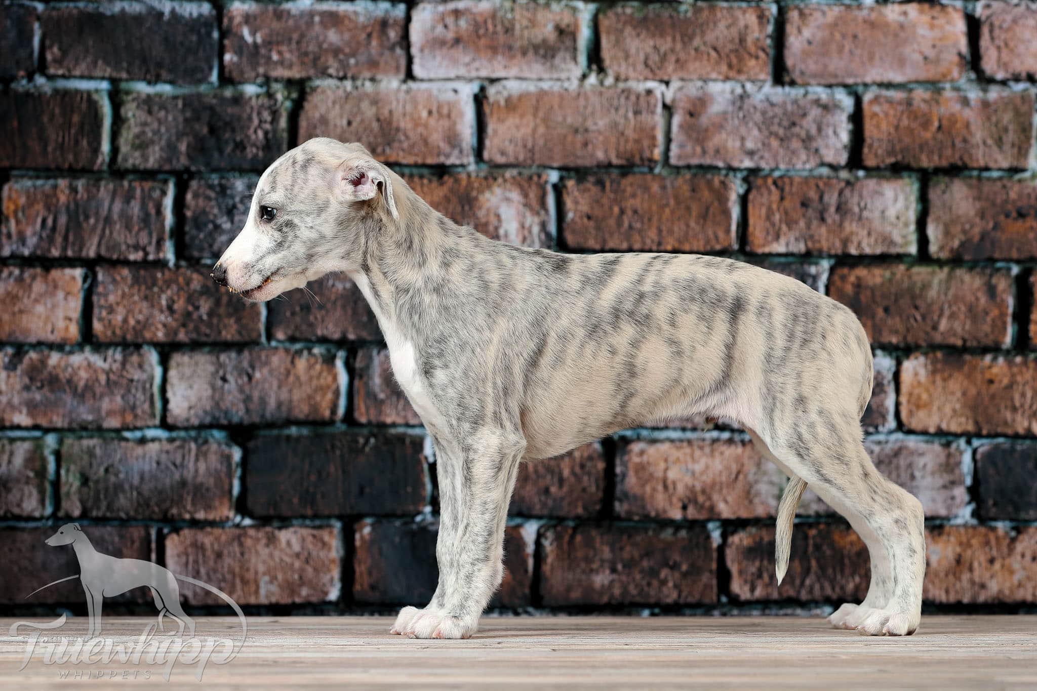 Whippet mladič — Leglo N