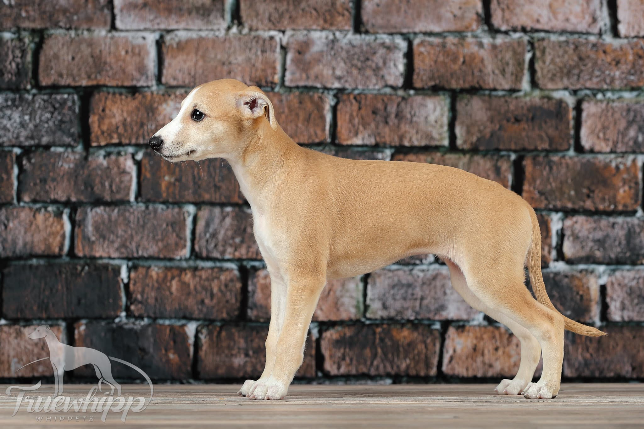 Whippet mladič — Leglo N