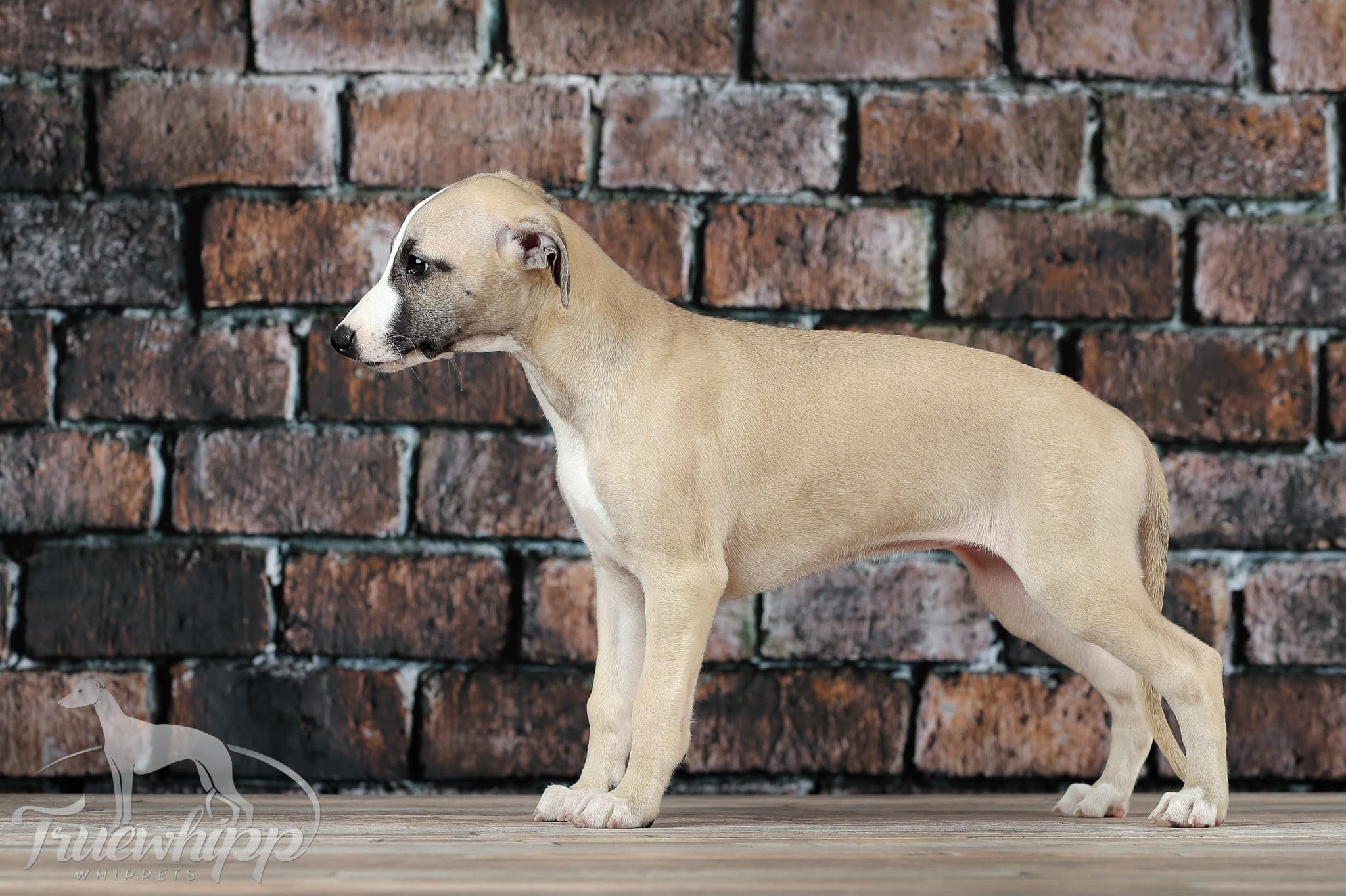 Whippet mladič — Leglo N