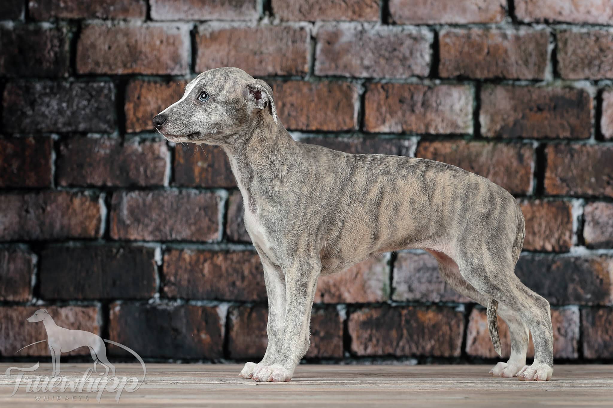 Whippet mladič — Leglo N, Truewhipp
