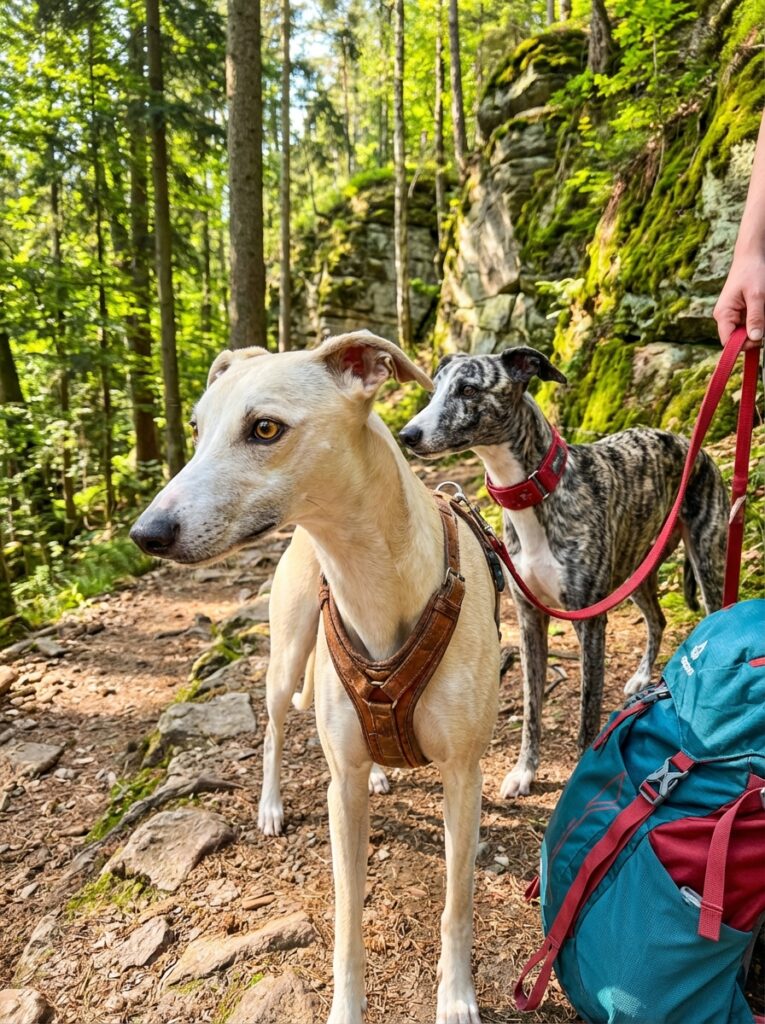 two whippets on 202604030226