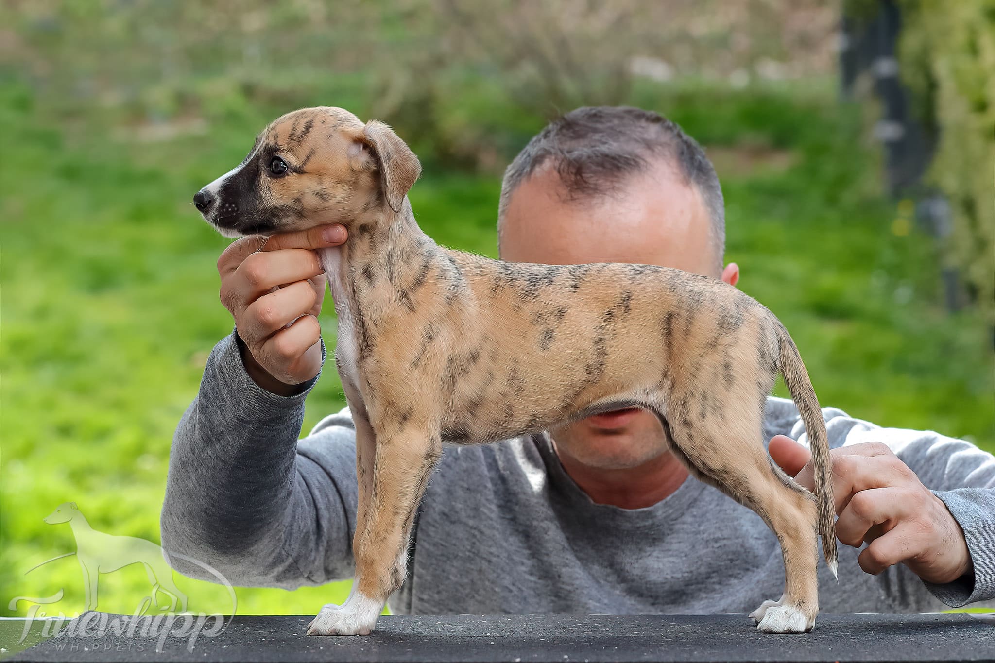 Whippet mladič — Leglo A
