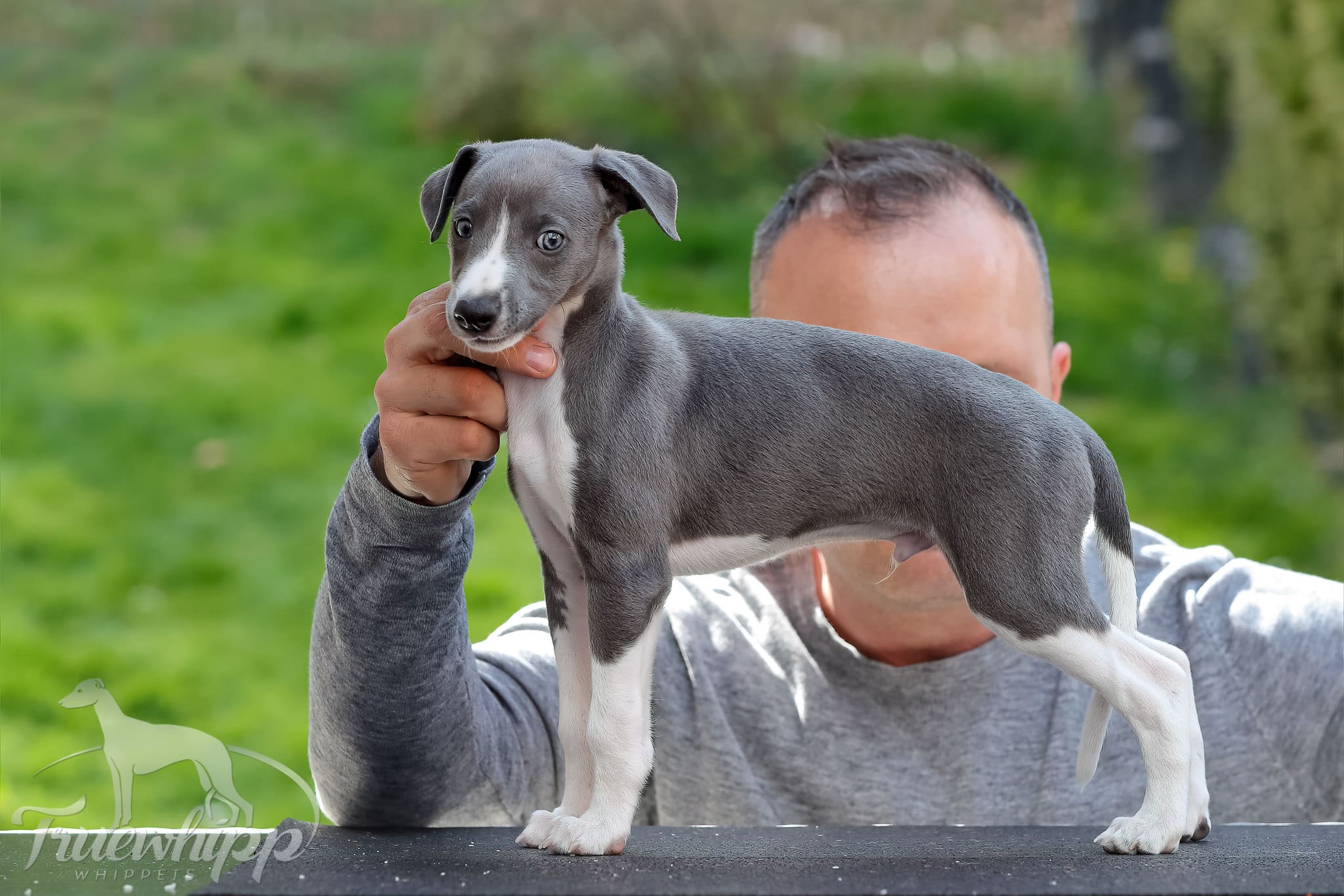 Whippet mladič — Leglo A