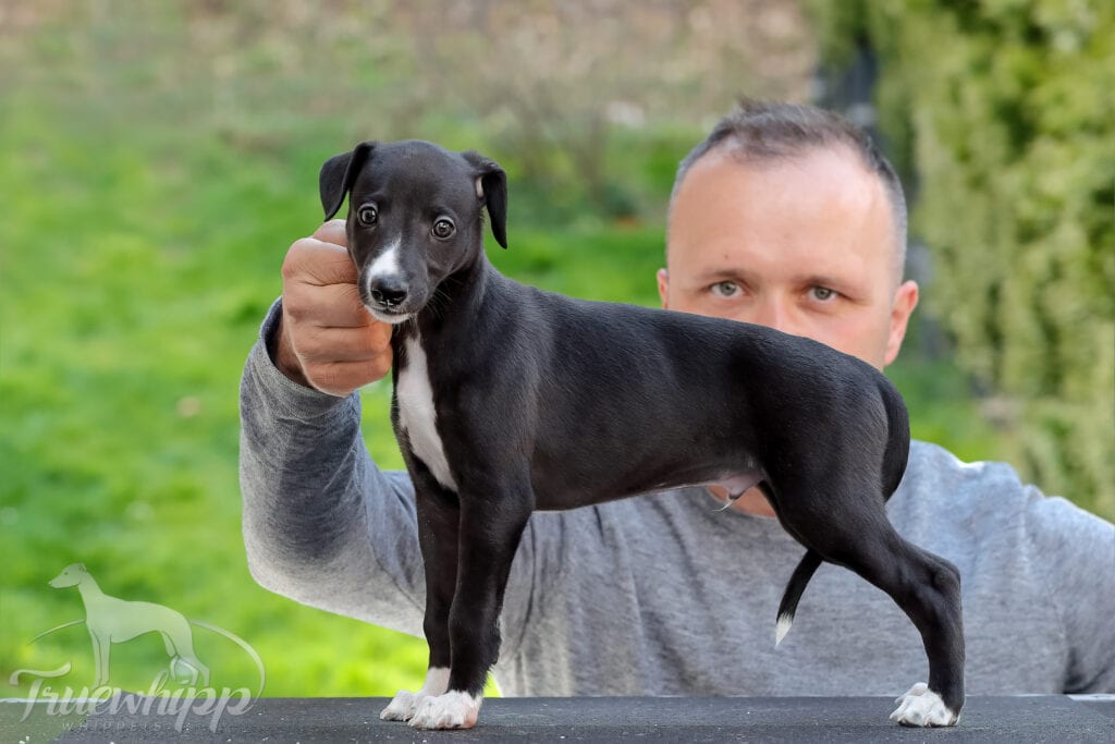 Whippet mladič — Leglo A