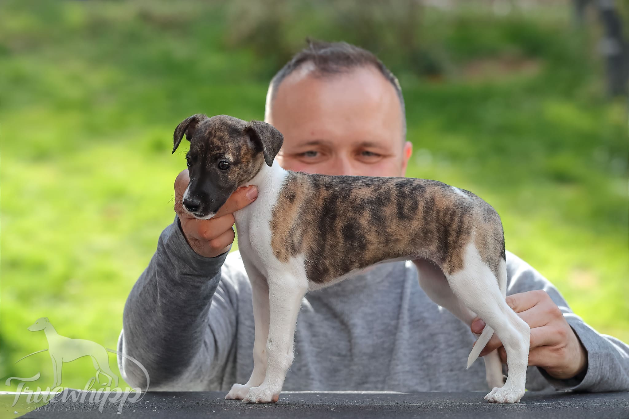 Whippet mladič — Leglo A