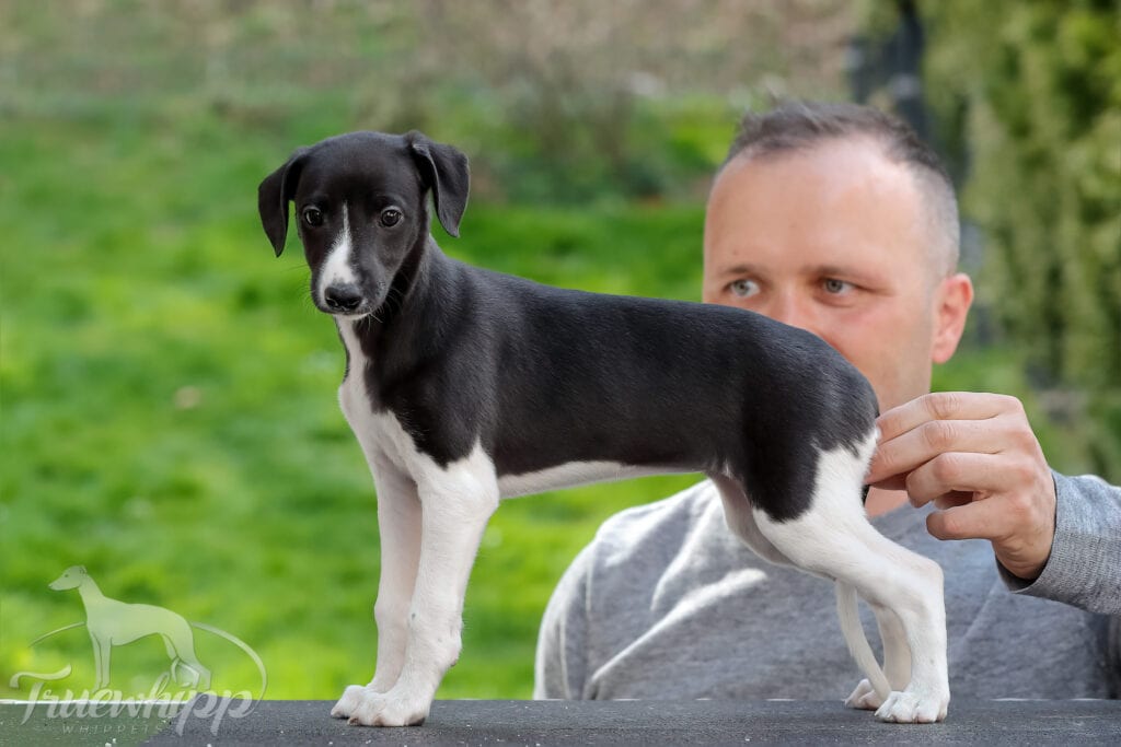 Whippet mladič — Leglo A