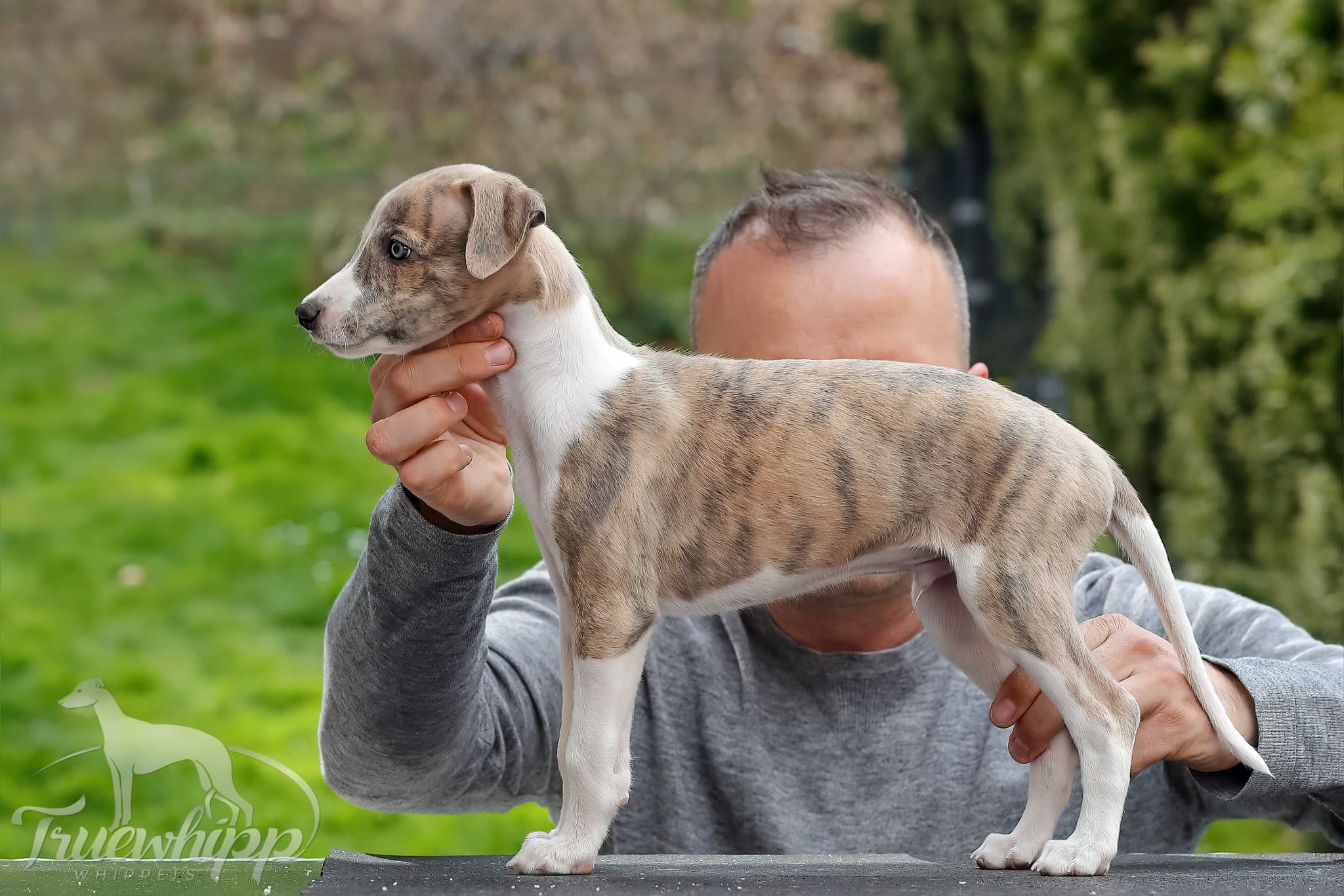 Whippet mladič — Leglo A