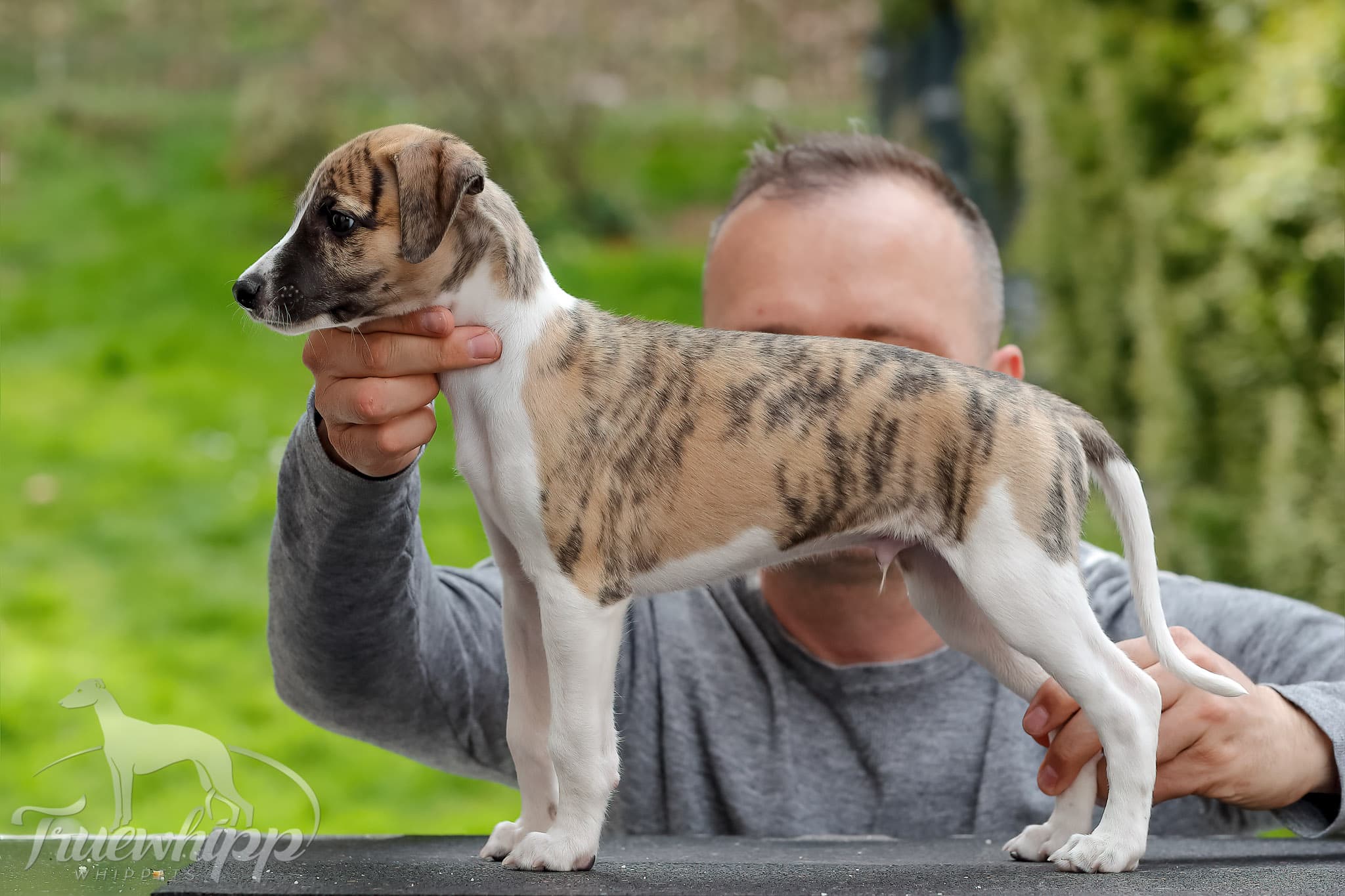 Whippet mladič — Leglo A