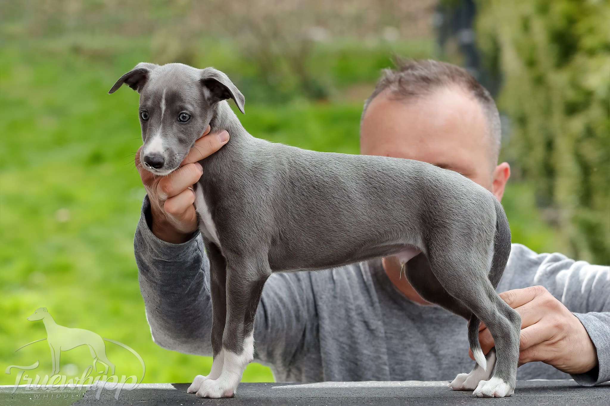 Whippet mladiči leglo A