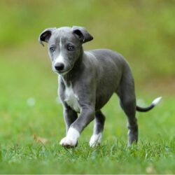 Lemmy — TrueWhipp whippet
