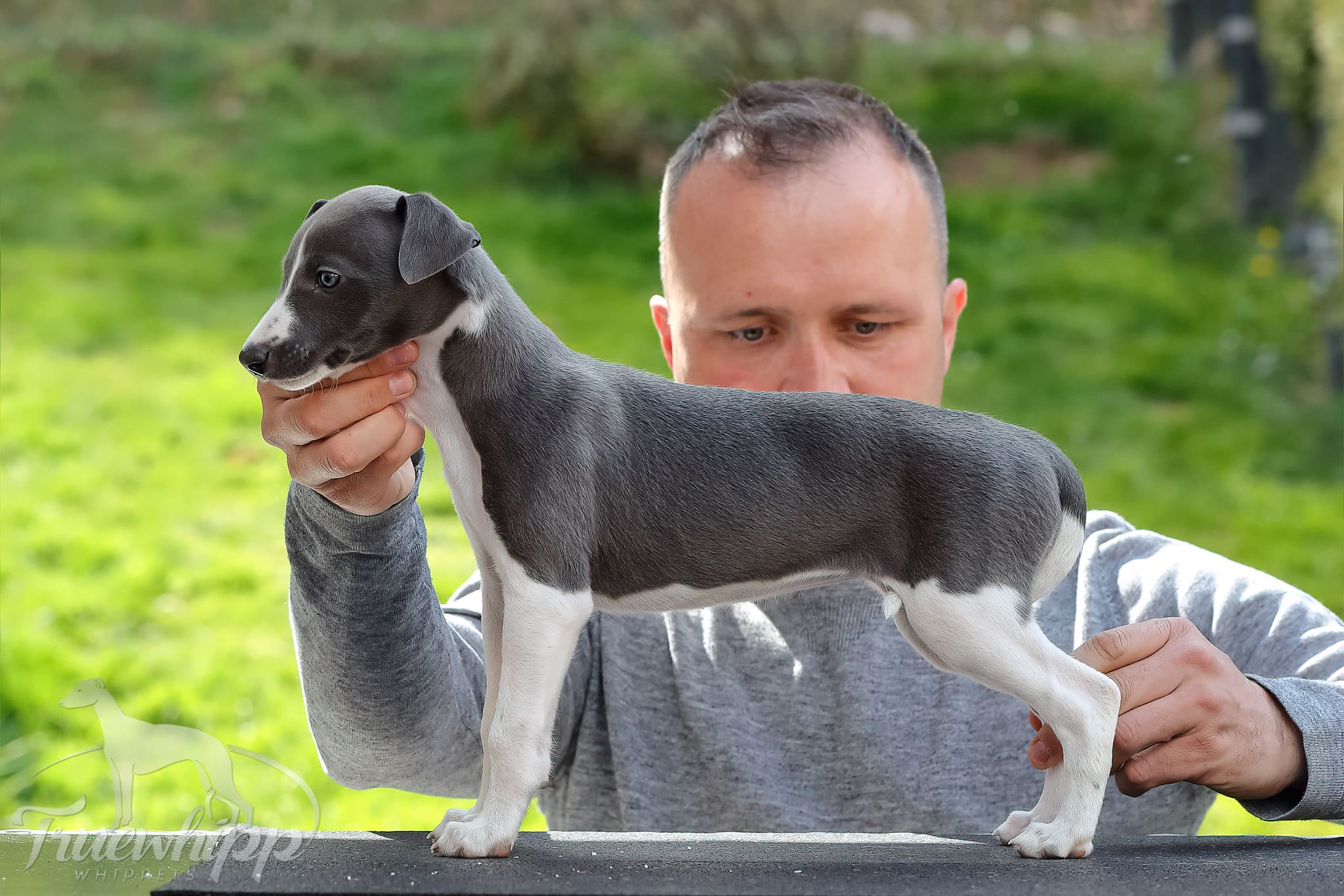 Whippet mladič — Leglo A