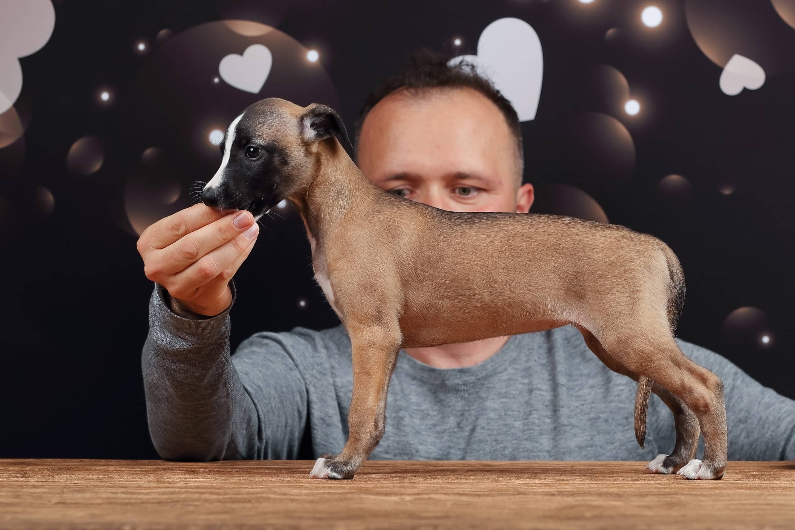 Whippet mladič — Leglo E