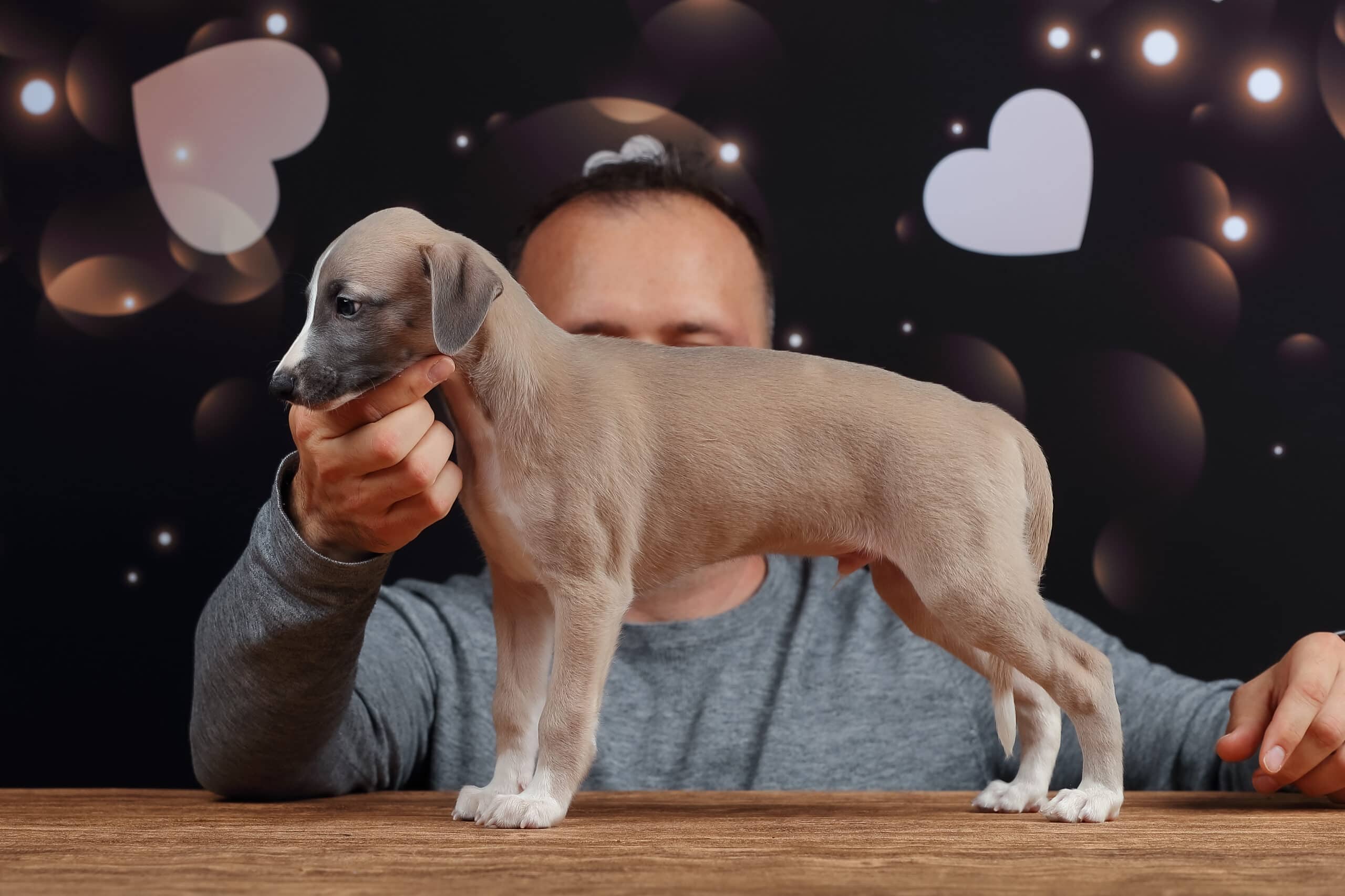 Whippet mladič — Leglo E