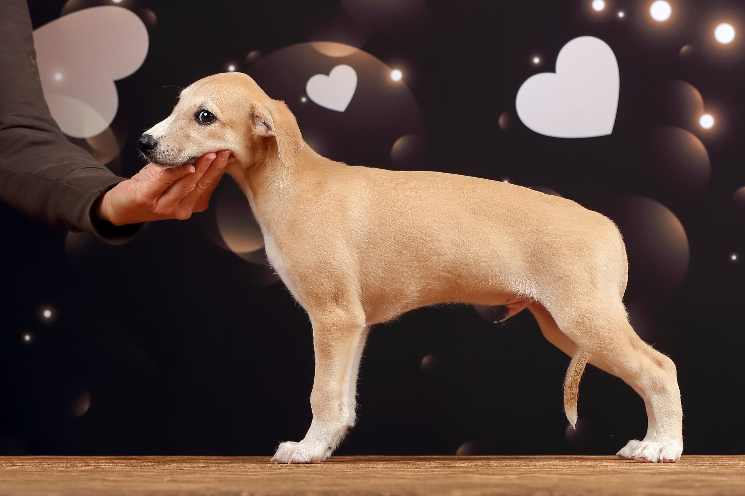 Whippet mladič — Leglo E