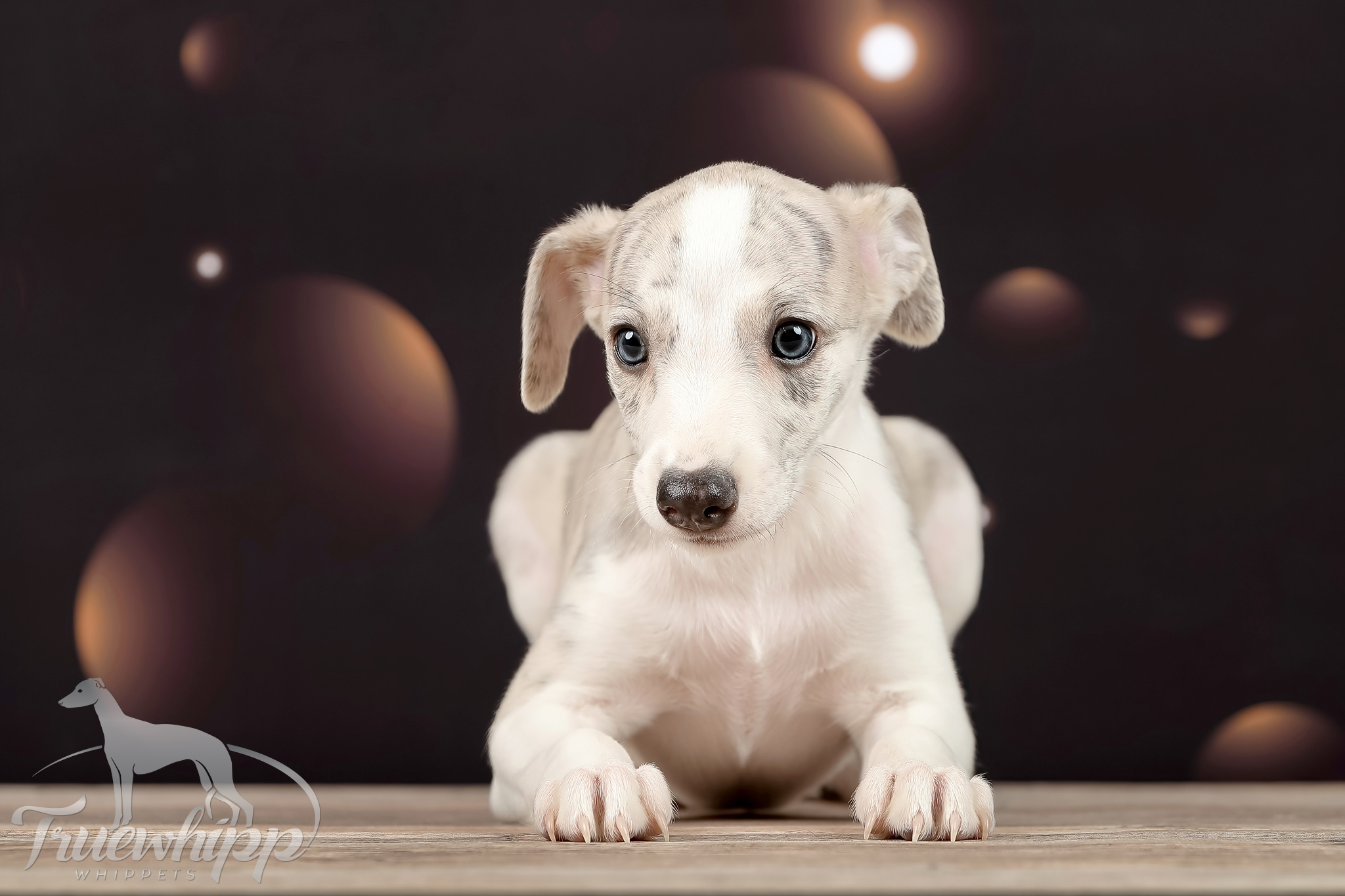Whippet mladič — Leglo F