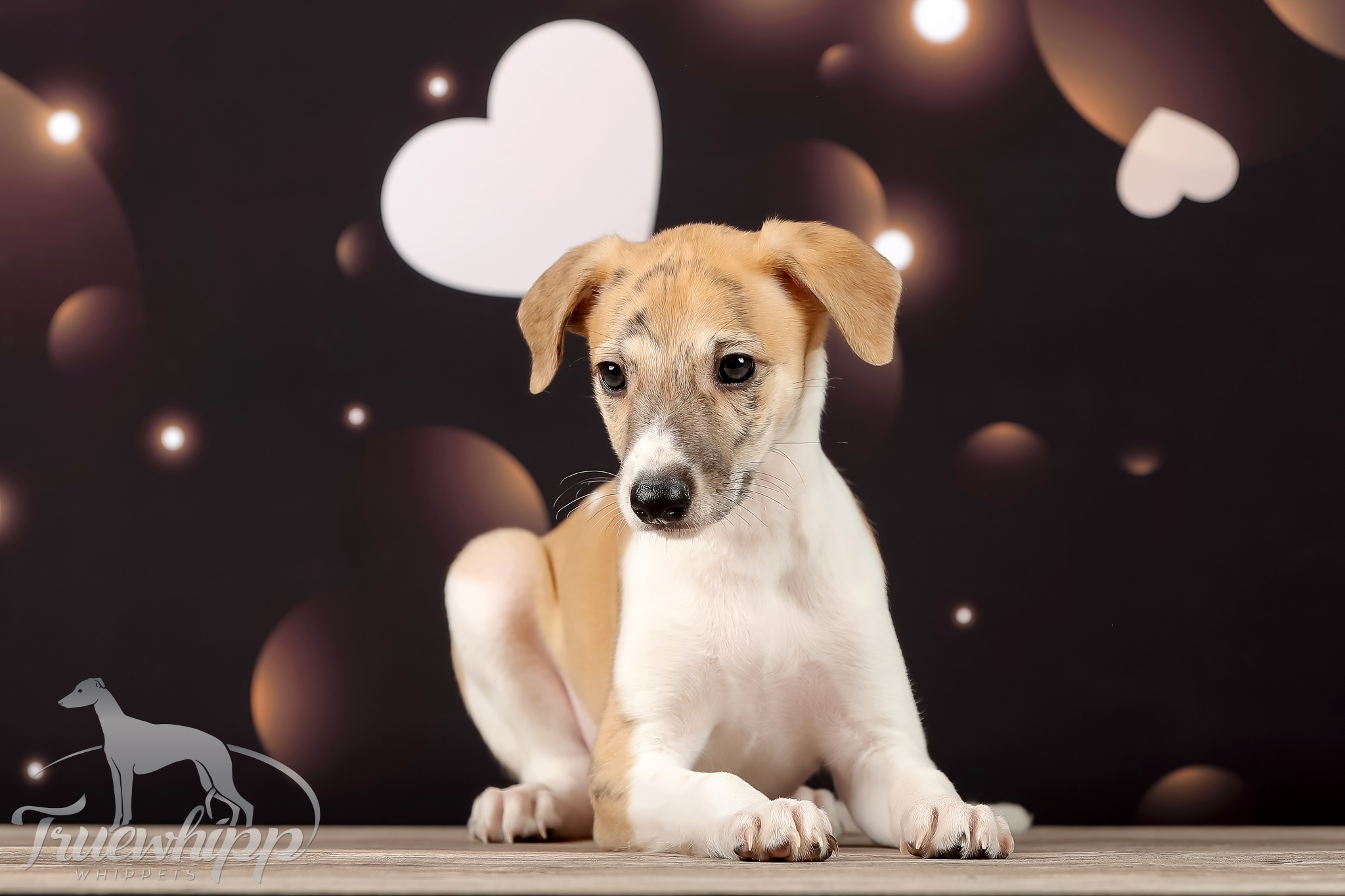 Whippet mladič — Leglo F