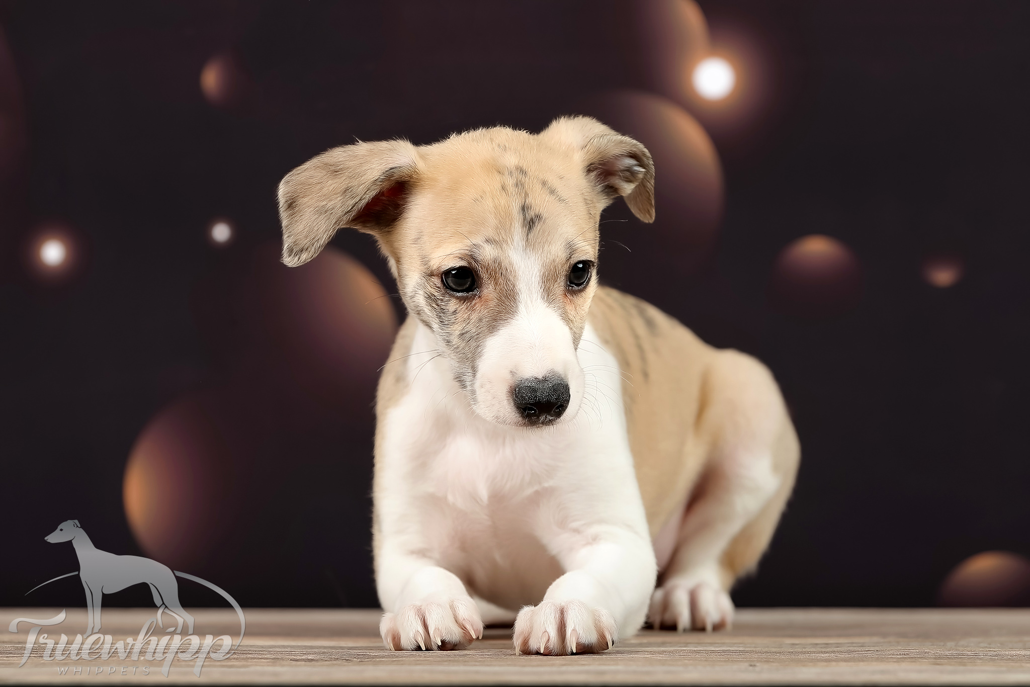Whippet mladič — Leglo F