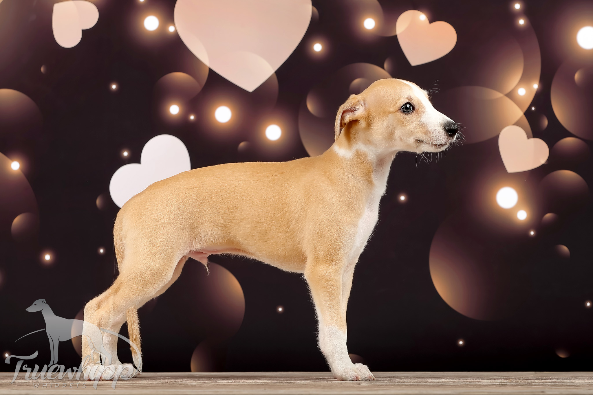 Whippet mladič — Leglo F