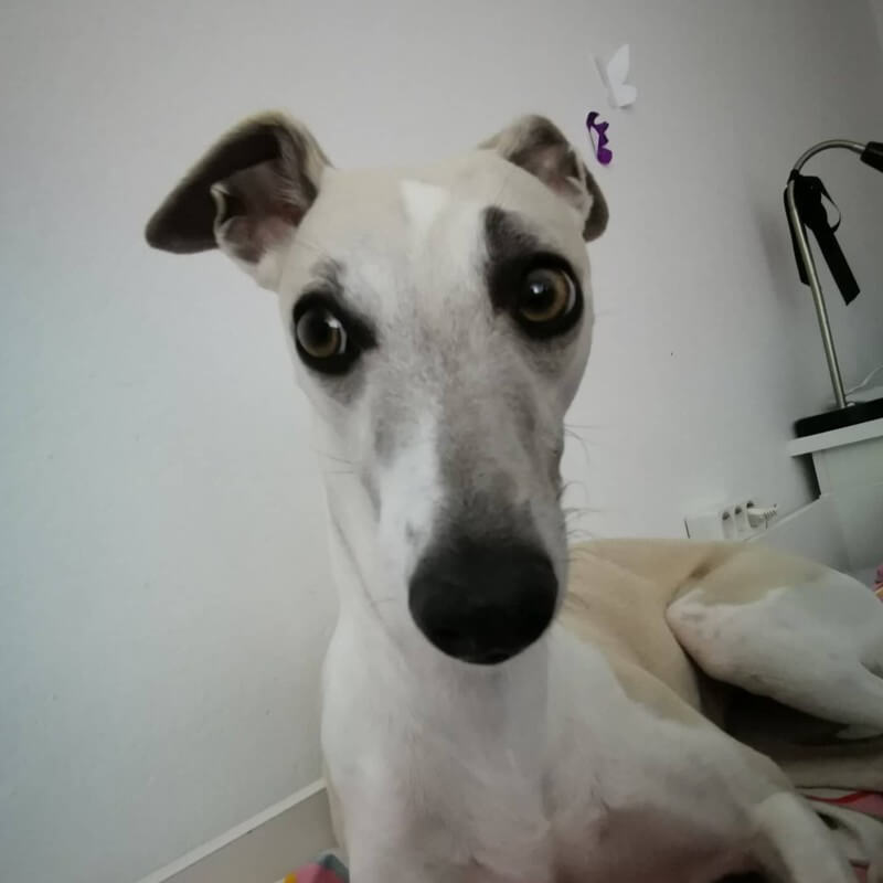 Whippet v naravi
