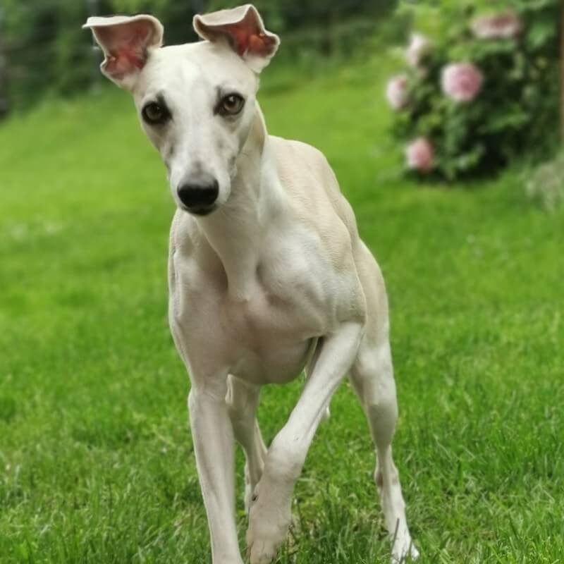 Whippet igra